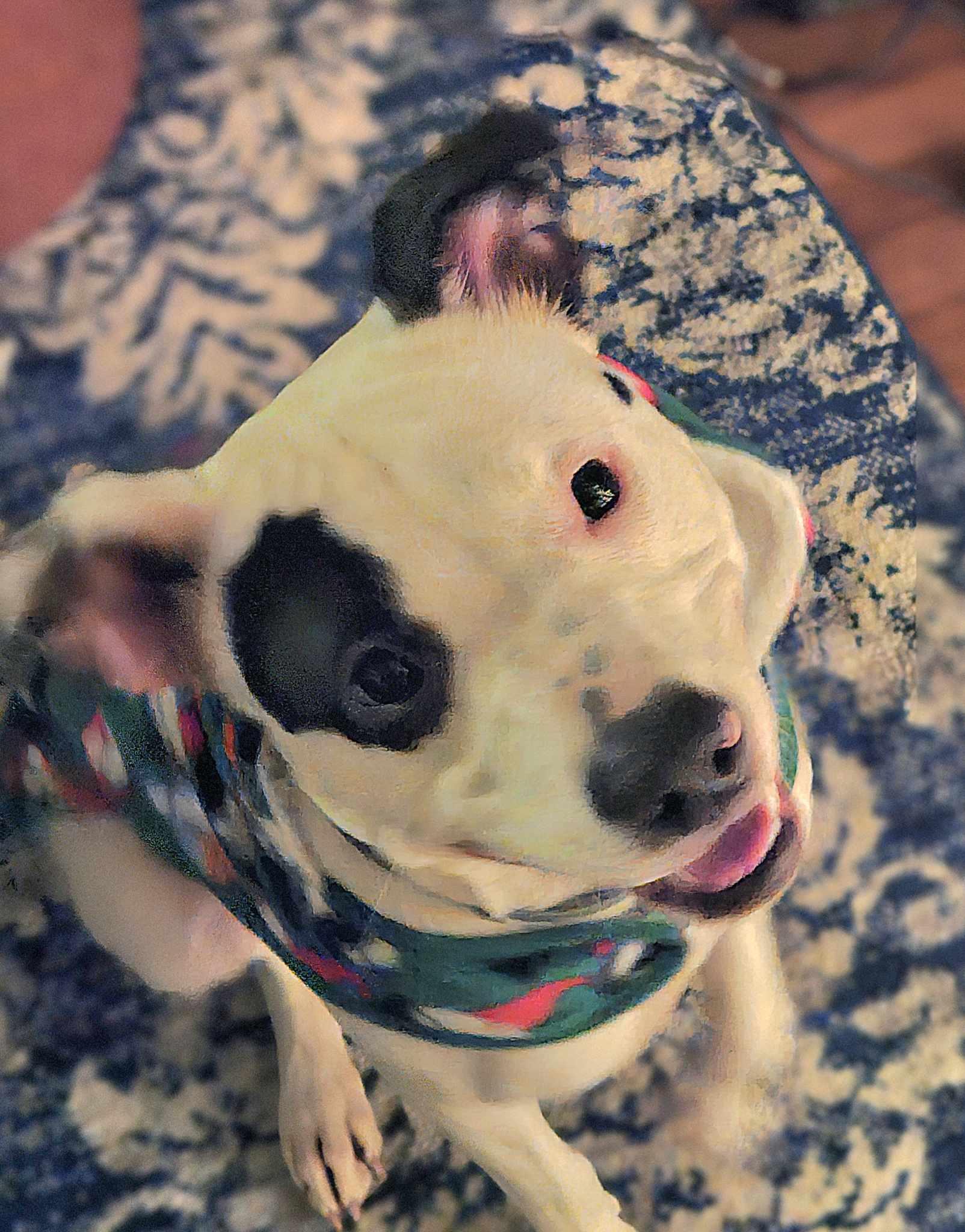 Enlarge Violet, a Adopted mixed breed in New Milford, CT image 4/6