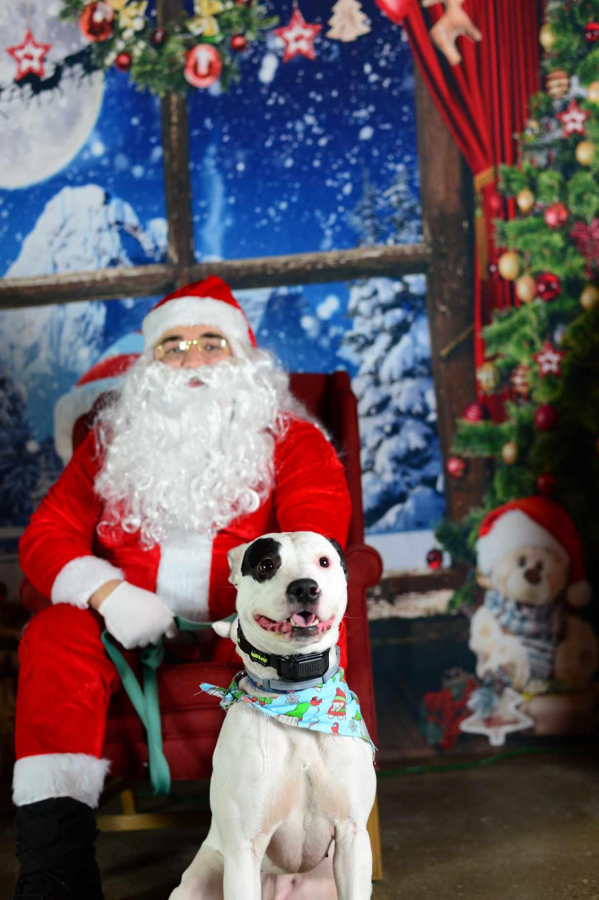 Enlarge Violet, a Adopted mixed breed in New Milford, CT image 6/6