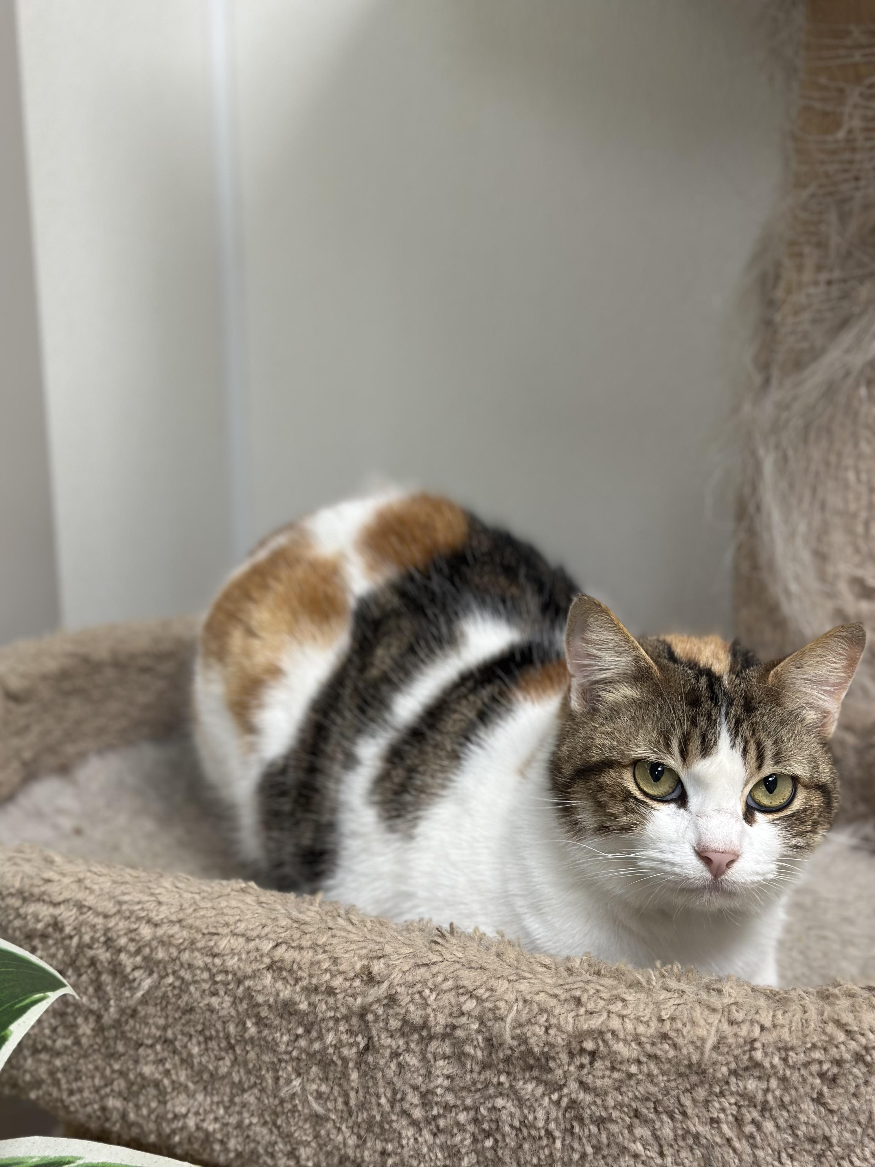 Enlarge Maddie, an adopted Domestic Short Hair in Port Lavaca, TX image 4/5