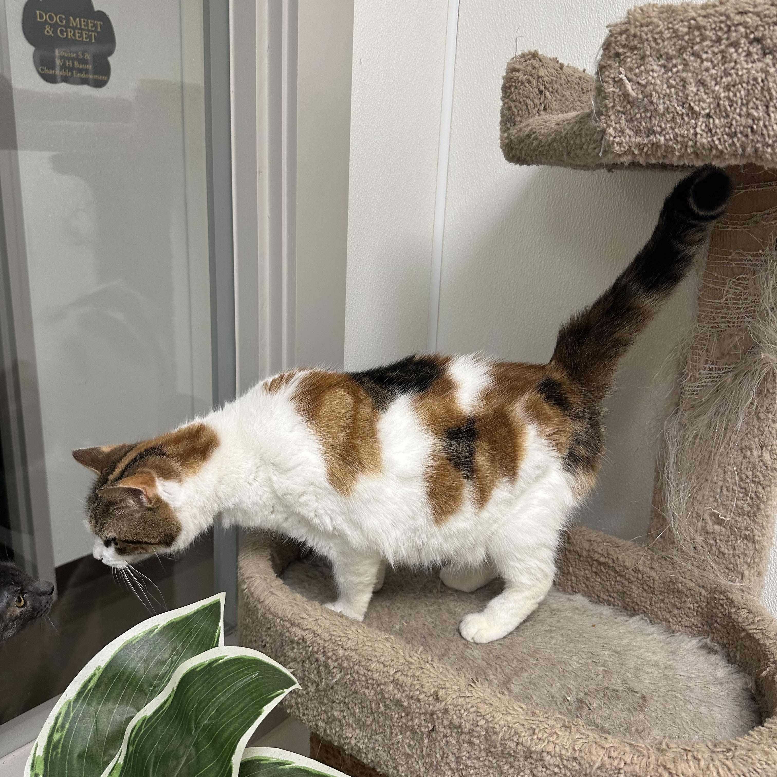 Enlarge Maddie, an adopted Domestic Short Hair in Port Lavaca, TX image 3/5