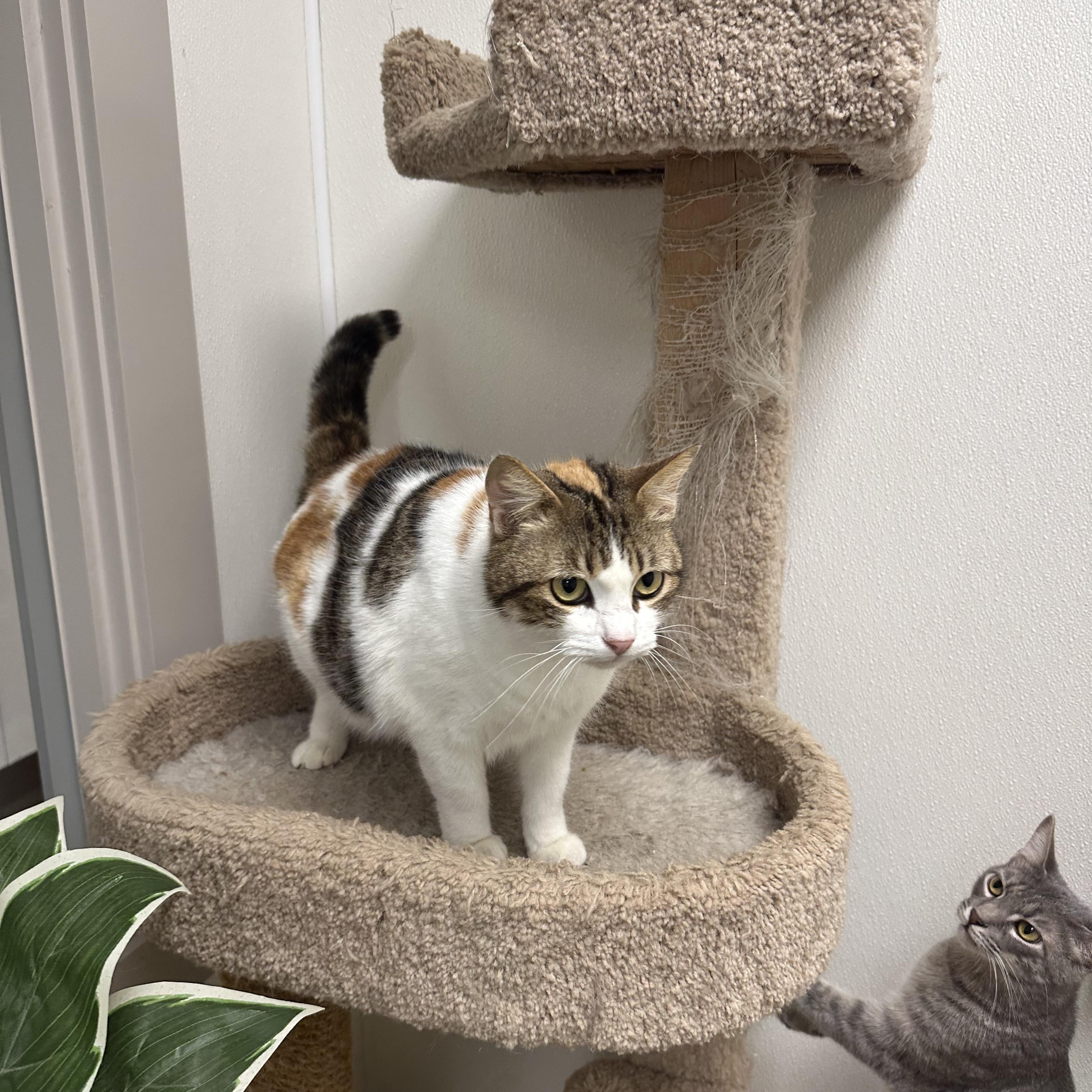 Enlarge Maddie, an adopted Domestic Short Hair in Port Lavaca, TX image 2/5