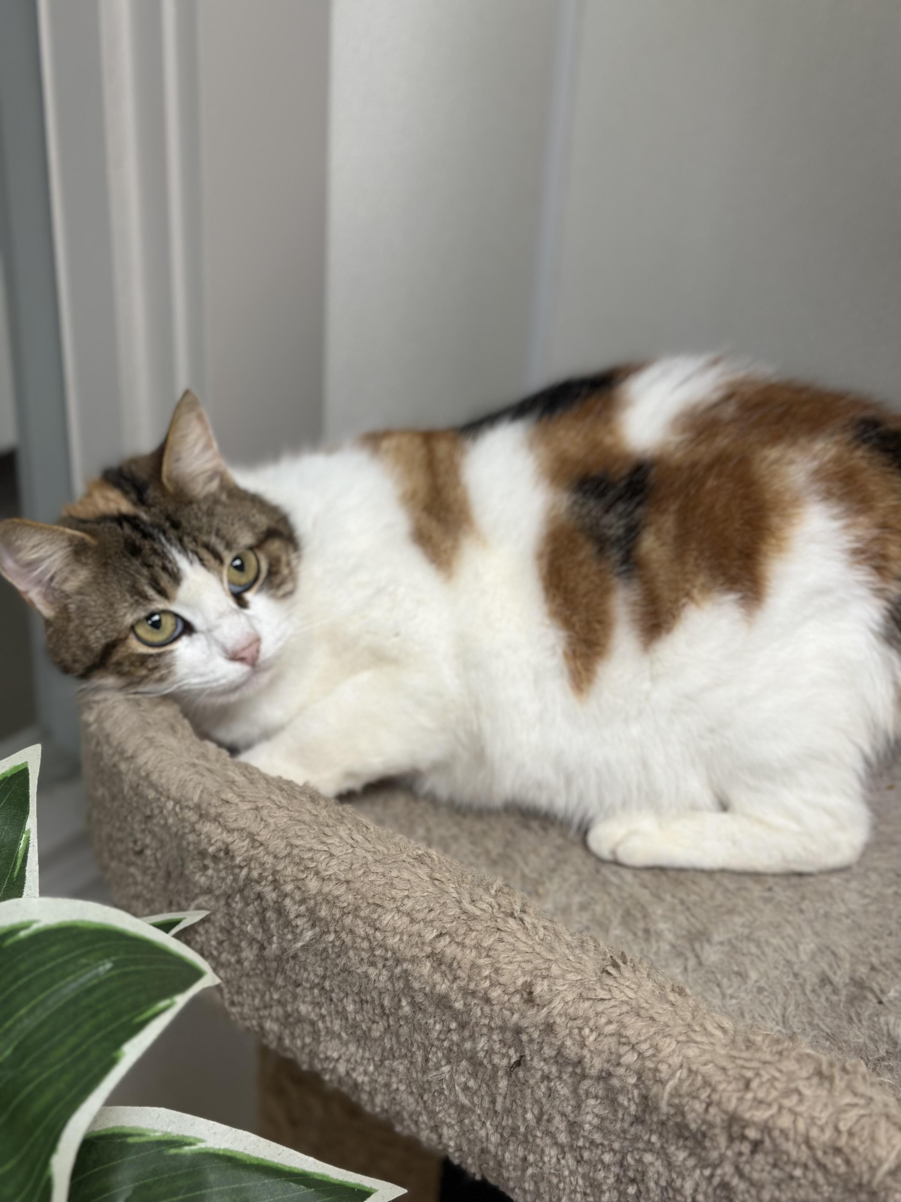 Enlarge Maddie, an adopted Domestic Short Hair in Port Lavaca, TX image 1/5