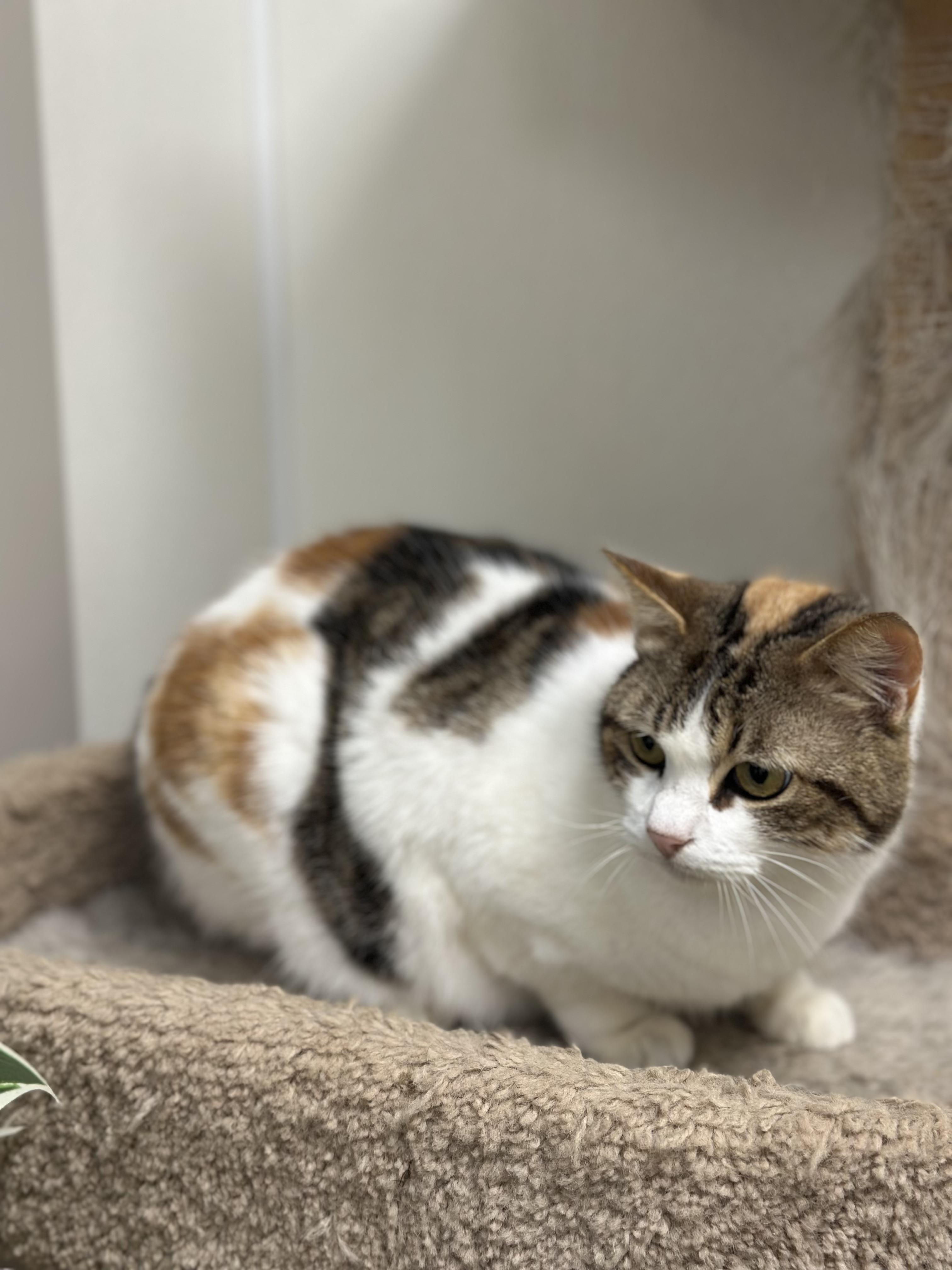 Enlarge Maddie, an adopted Domestic Short Hair in Port Lavaca, TX image 5/5