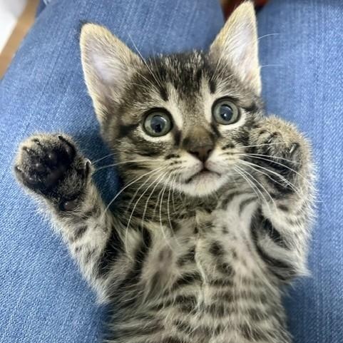 Enlarge Bao, a Adoptable Domestic Short Hair in Allen, TX image 2/3
