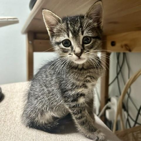 Enlarge Bao, a Adoptable Domestic Short Hair in Allen, TX image 3/3