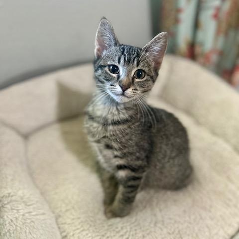 Enlarge Bao, a Adoptable Domestic Short Hair in Allen, TX image 1/3