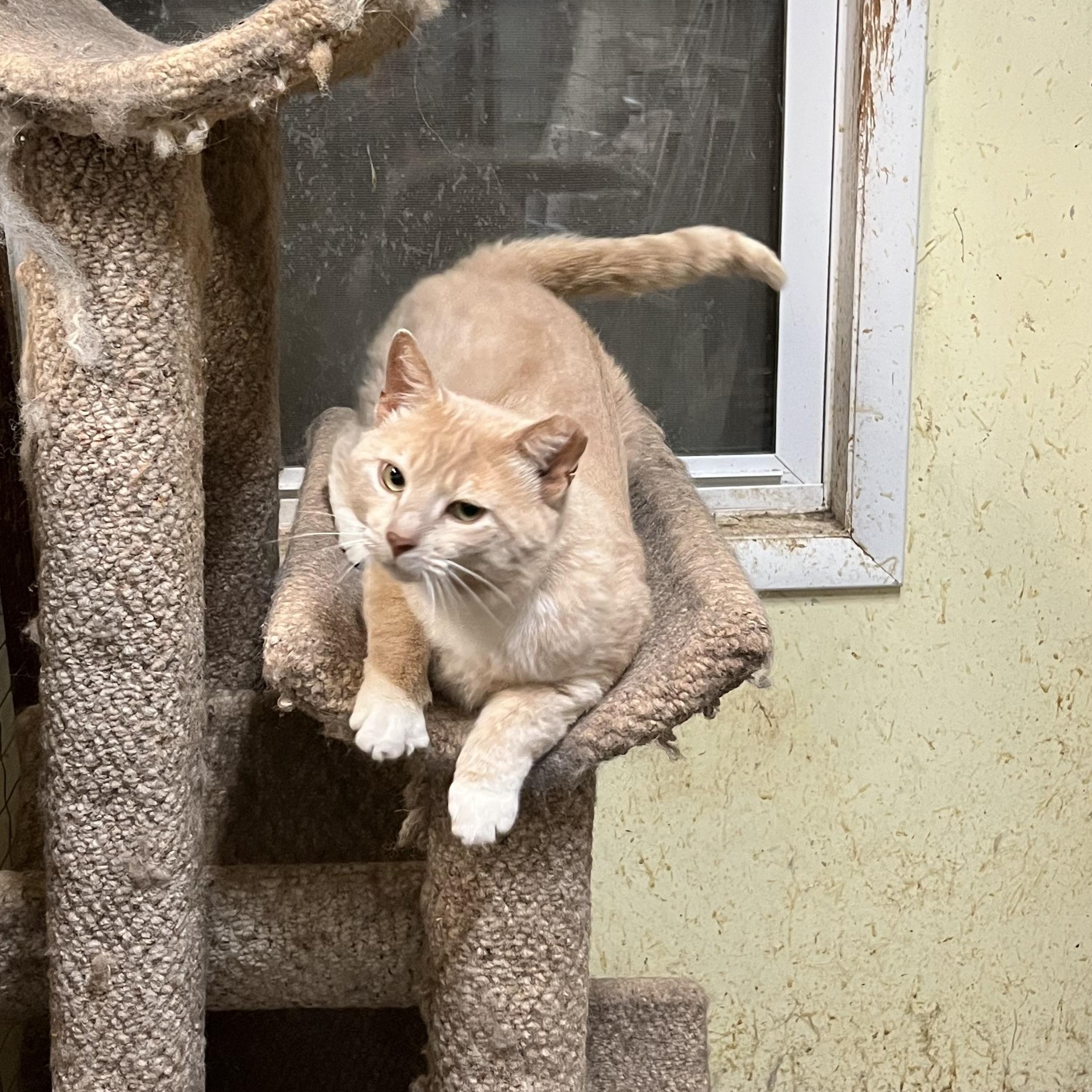 Vito, a Adopted Domestic Short Hair in Mount Airy, MD image 1/4
