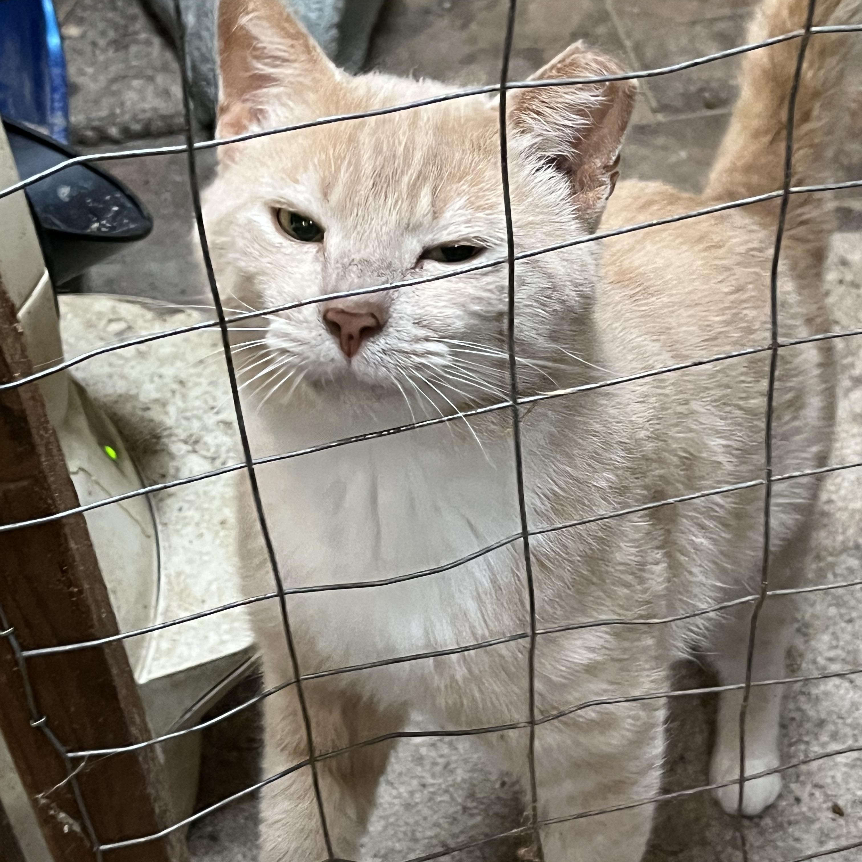 Vito, a Adopted Domestic Short Hair in Mount Airy, MD image 2/4
