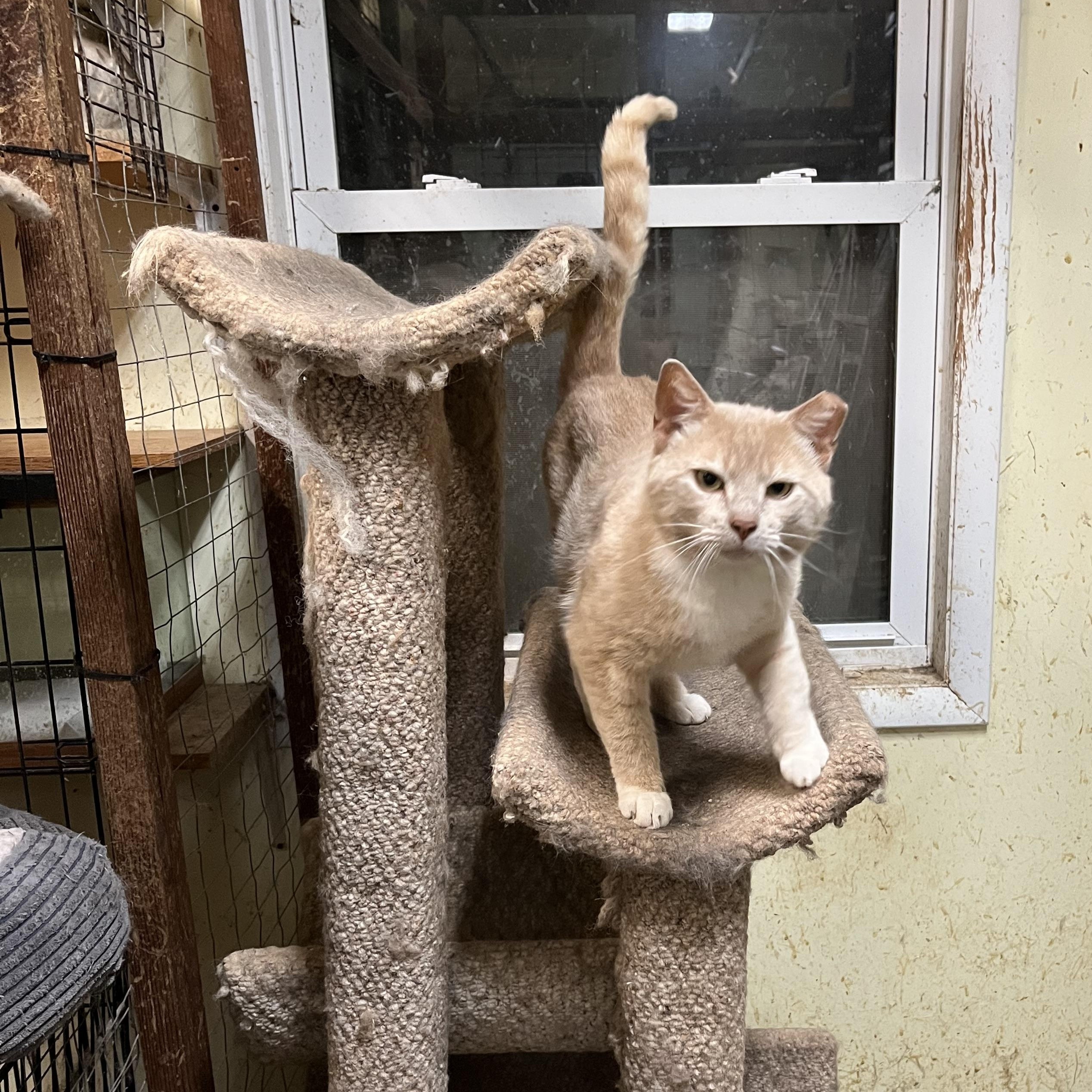 Vito, a Adopted Domestic Short Hair in Mount Airy, MD image 3/4