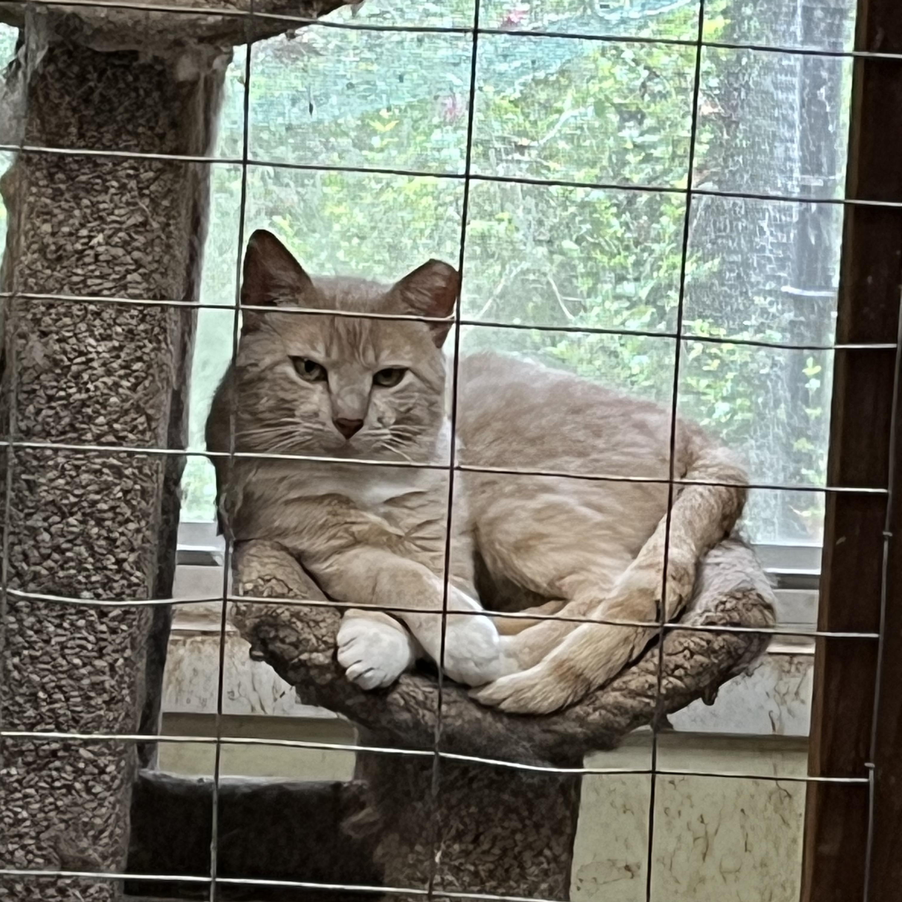 Vito, a Adopted Domestic Short Hair in Mount Airy, MD image 4/4