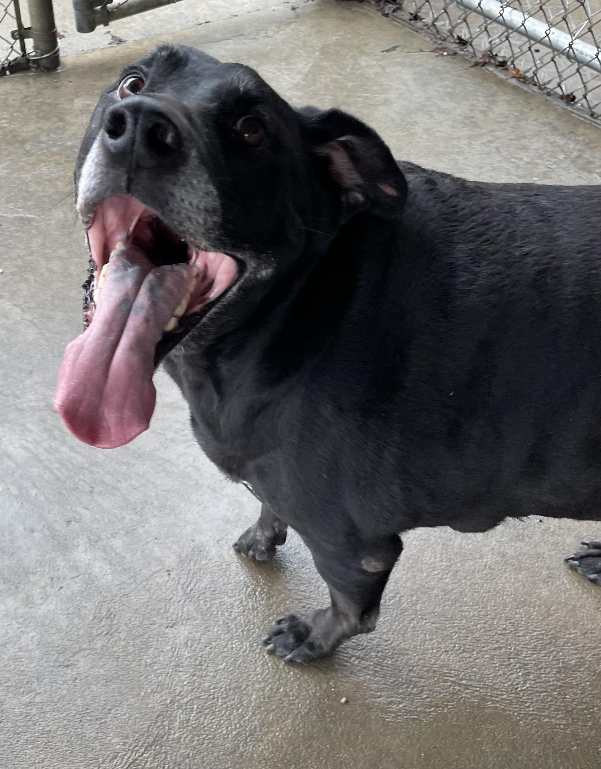 Peter PULLED BY RESCUE, an adopted Black Labrador Retriever in Canton, OH image 5/6