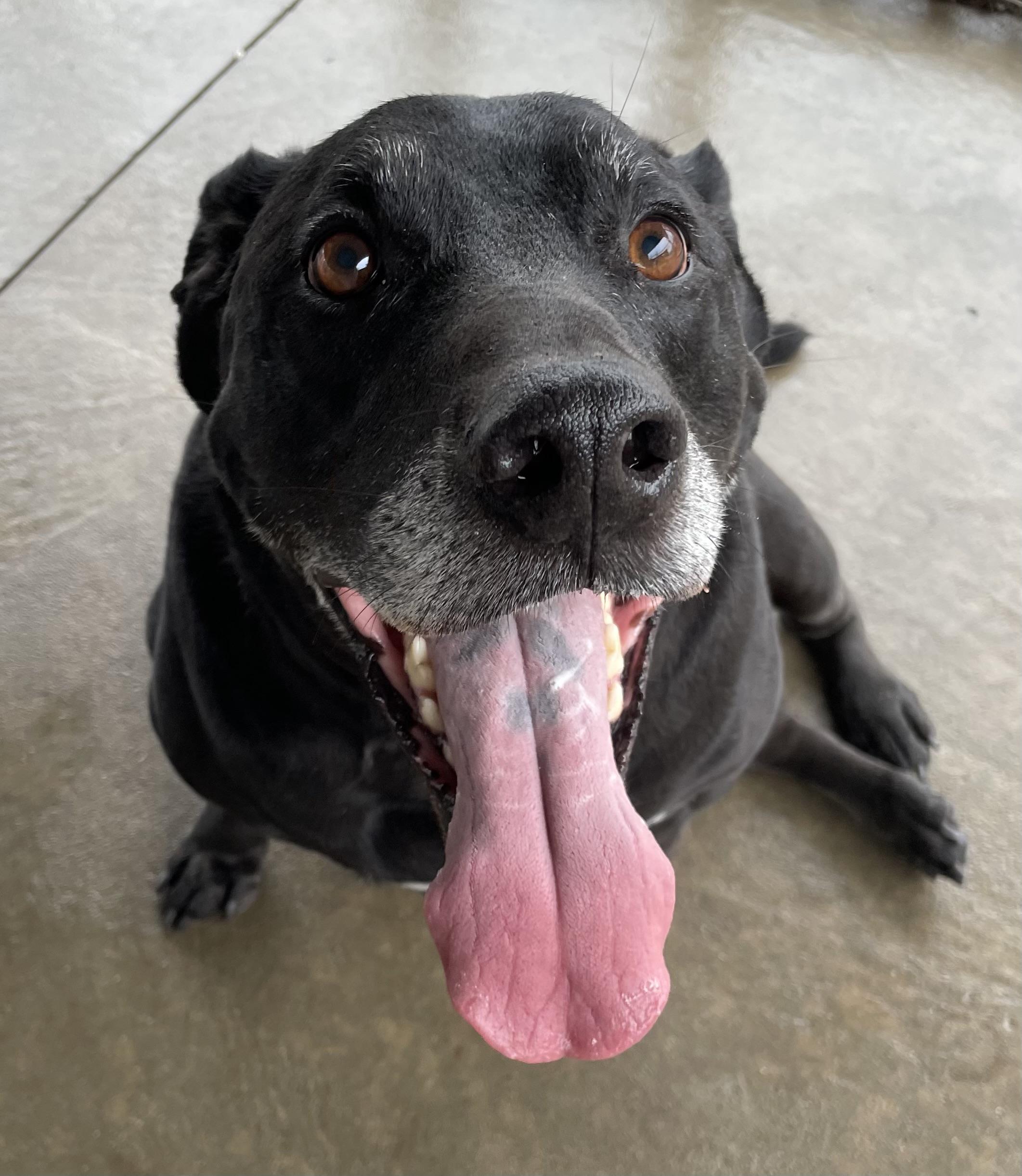 Peter PULLED BY RESCUE, an adopted Black Labrador Retriever in Canton, OH image 3/6