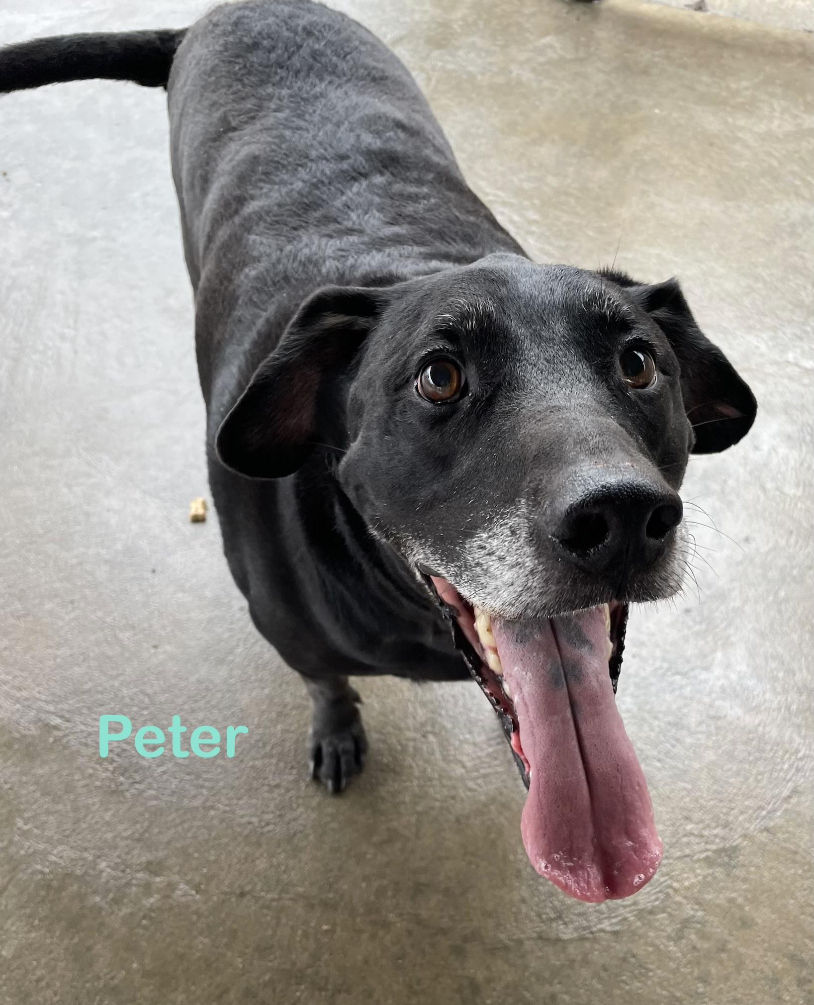 Peter PULLED BY RESCUE, an adopted Black Labrador Retriever in Canton, OH image 2/6