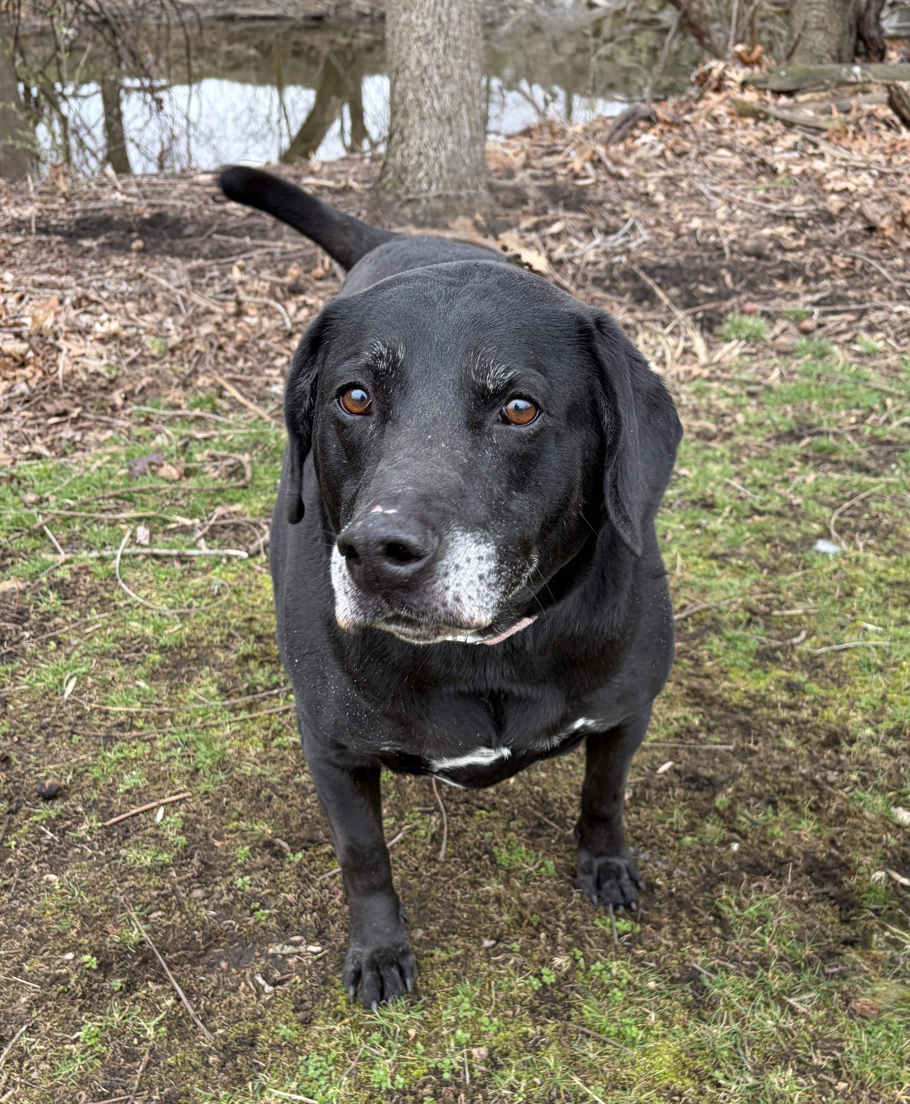 Peter PULLED BY RESCUE, an adopted Black Labrador Retriever in Canton, OH image 1/6