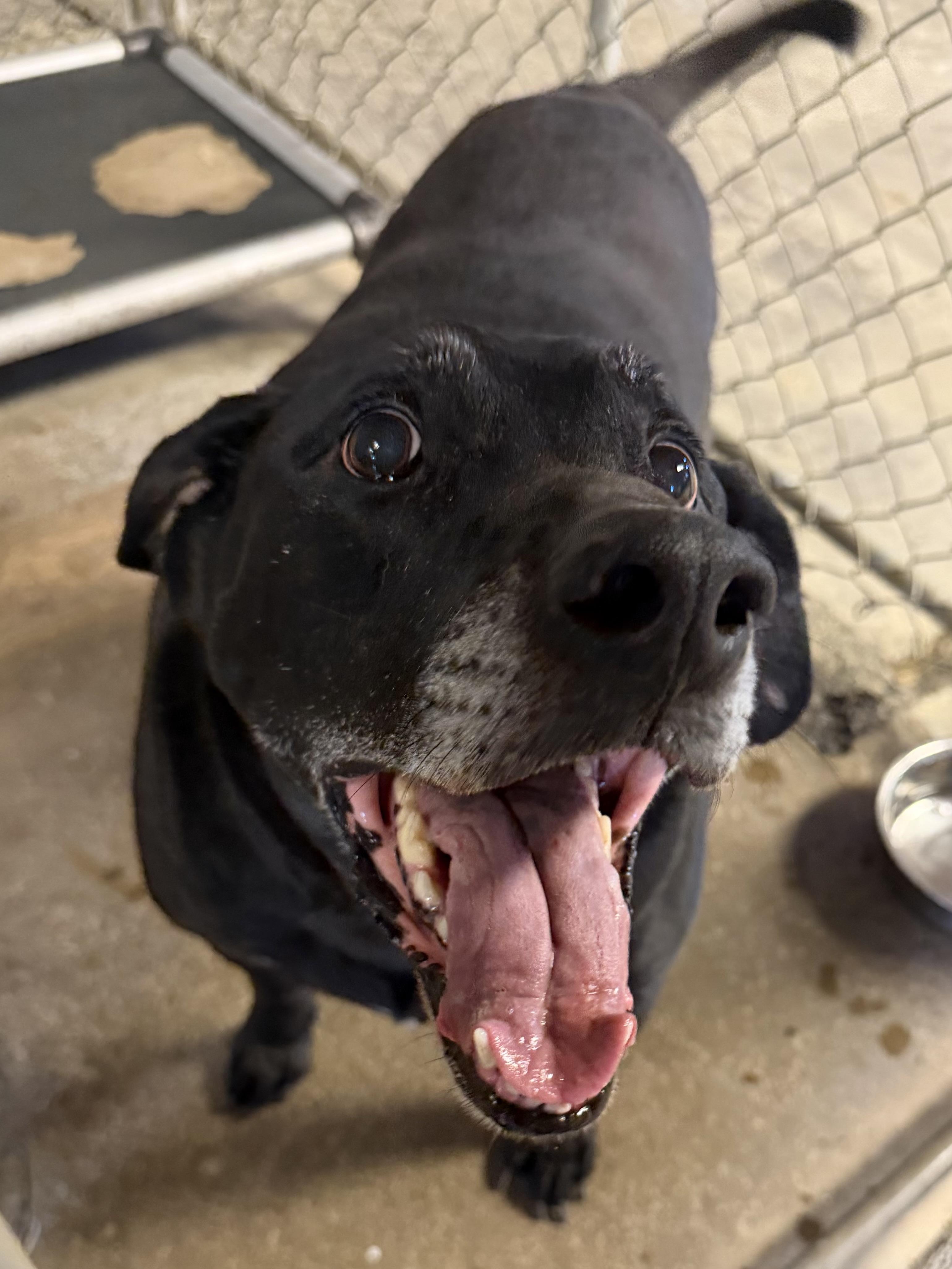 Peter PULLED BY RESCUE, an adopted Black Labrador Retriever in Canton, OH image 6/6