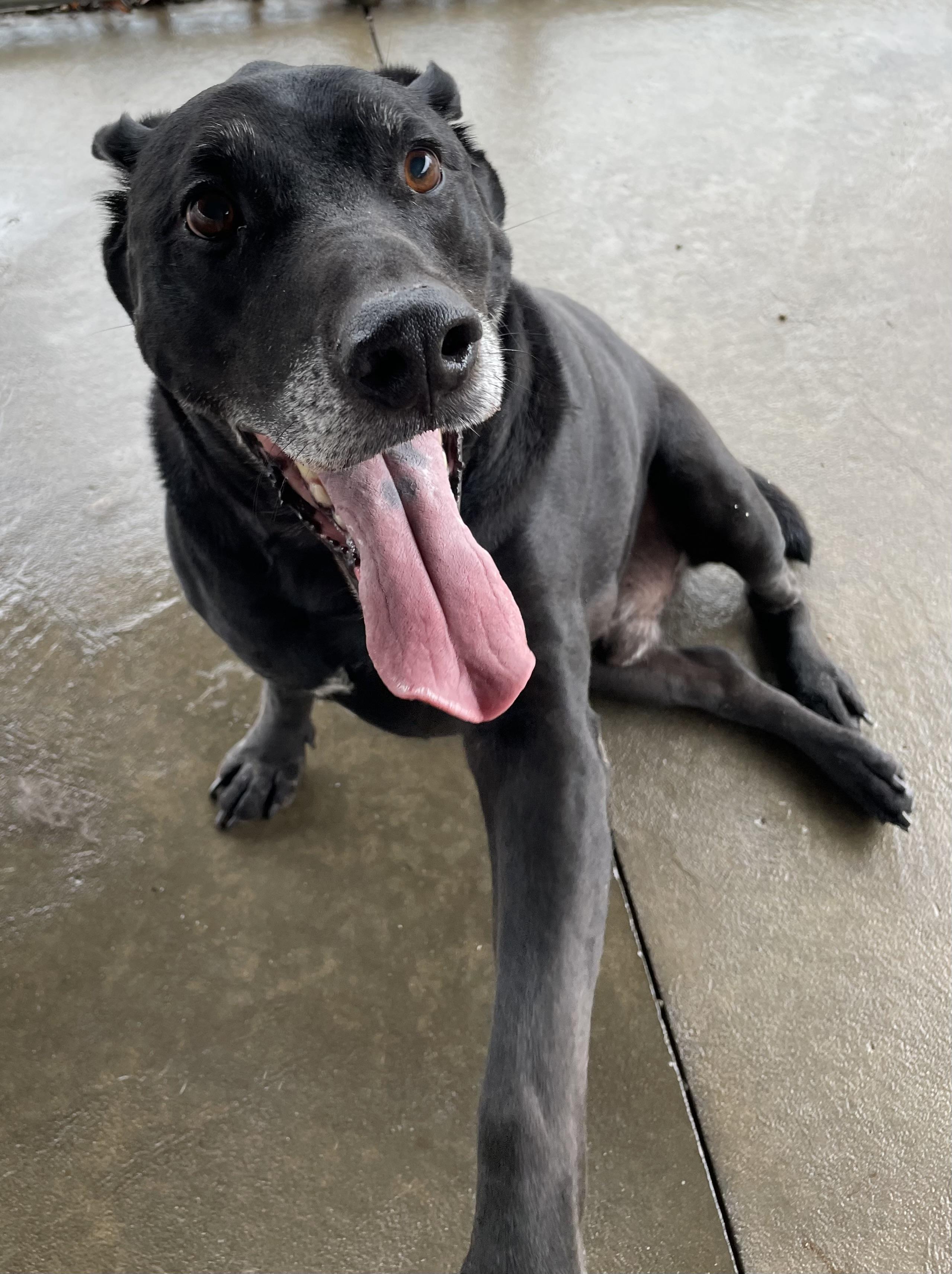 Peter PULLED BY RESCUE, an adopted Black Labrador Retriever in Canton, OH image 4/6