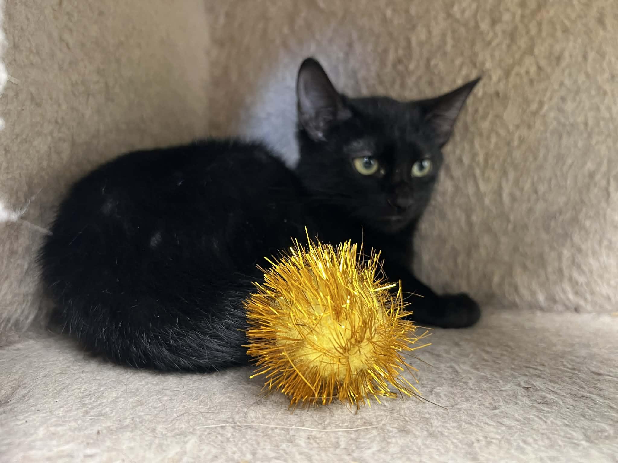 Enlarge Spencer, a Adoptable Domestic Short Hair in Port Lavaca, TX image 1/1