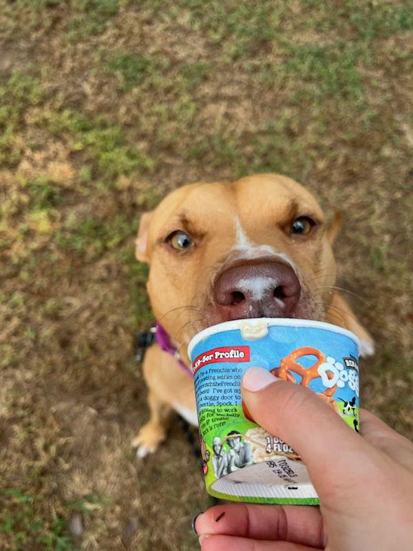 Honey, a Adoptable mixed breed in Atlanta, GA image 2/3