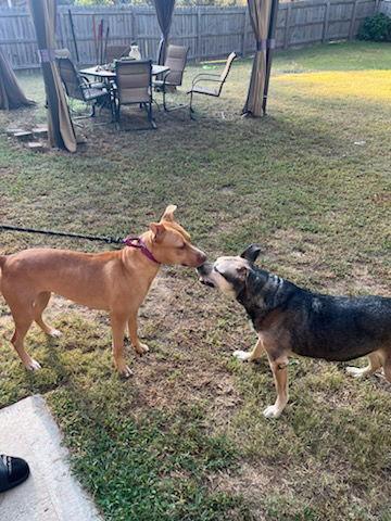 Honey, a Adoptable mixed breed in Atlanta, GA image 3/3