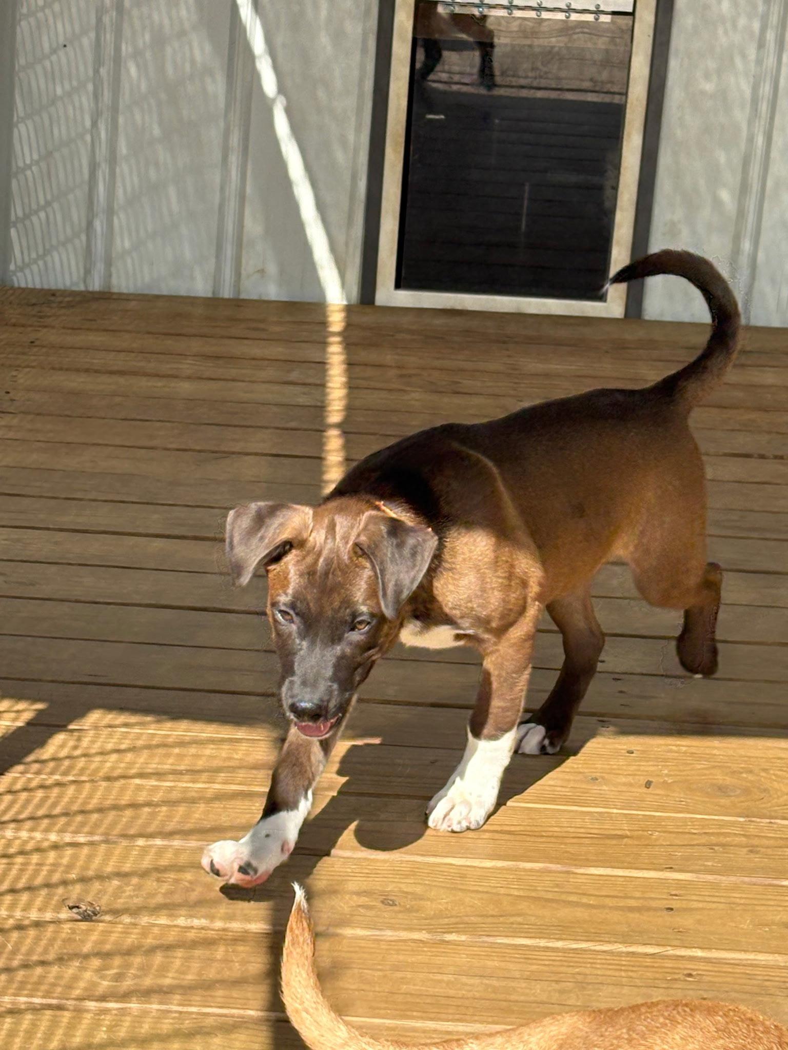 Enlarge Duffy, a Adoptable mixed breed in Mount Laurel, NJ image 2/3