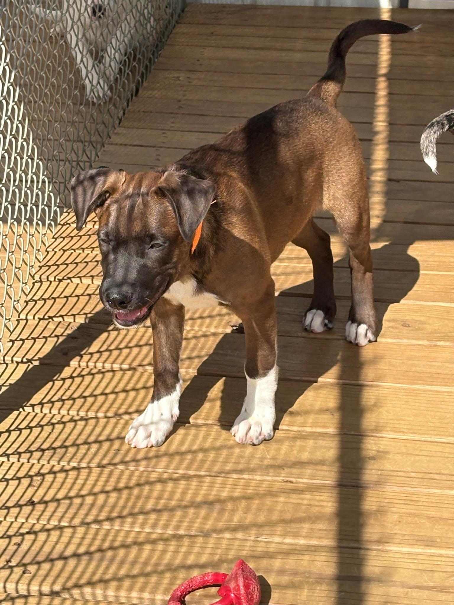 Enlarge Duffy, a Adoptable mixed breed in Mount Laurel, NJ image 3/3