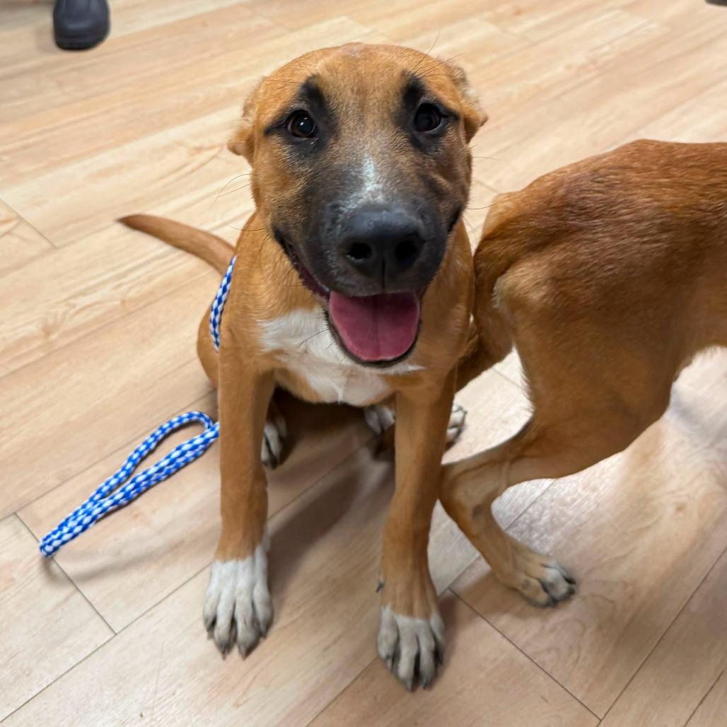 26-1136, Adoptable, Young Male Shepherd.