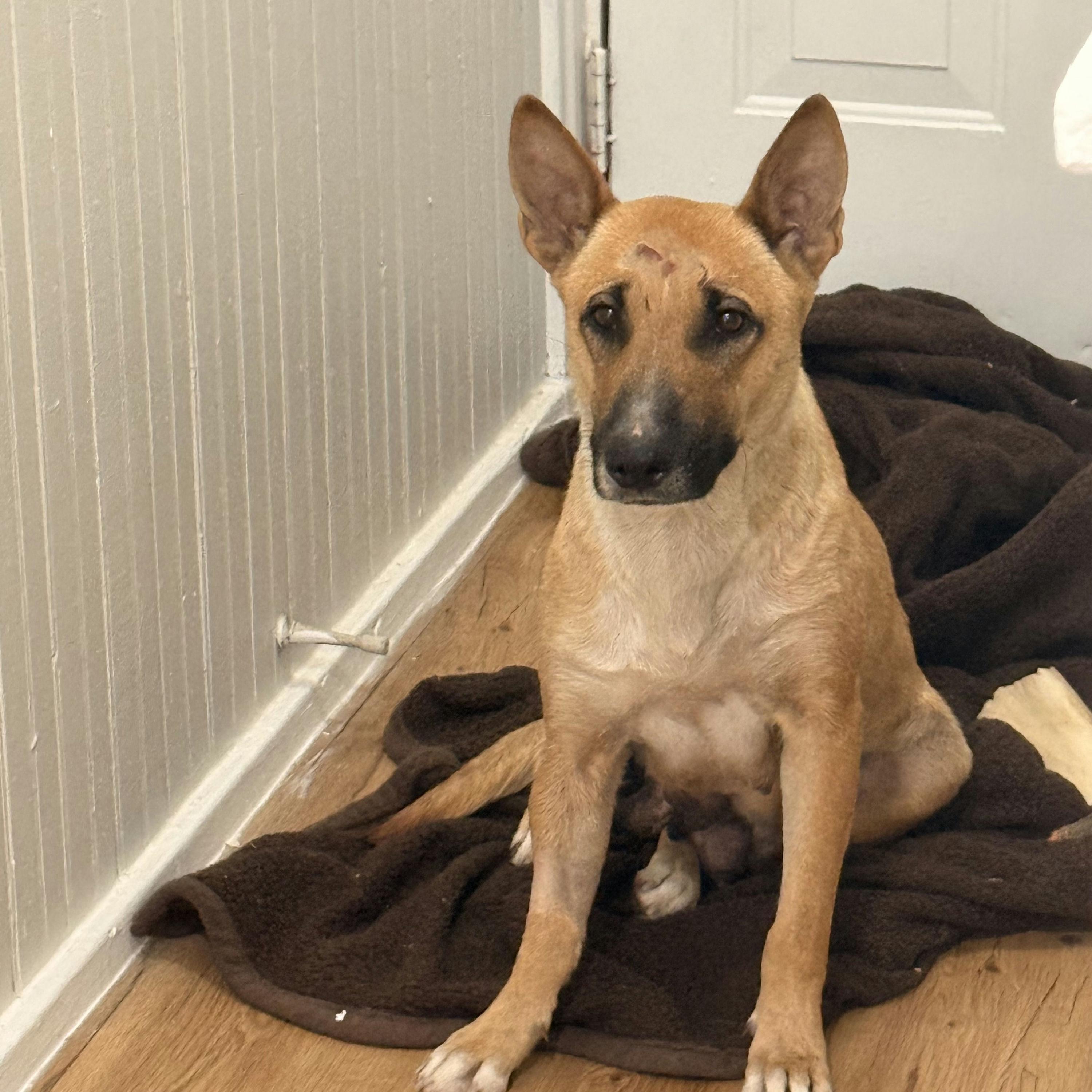 Enlarge Parmesan, a ADOPTABLE mixed breed in Houston, TX image 1/3