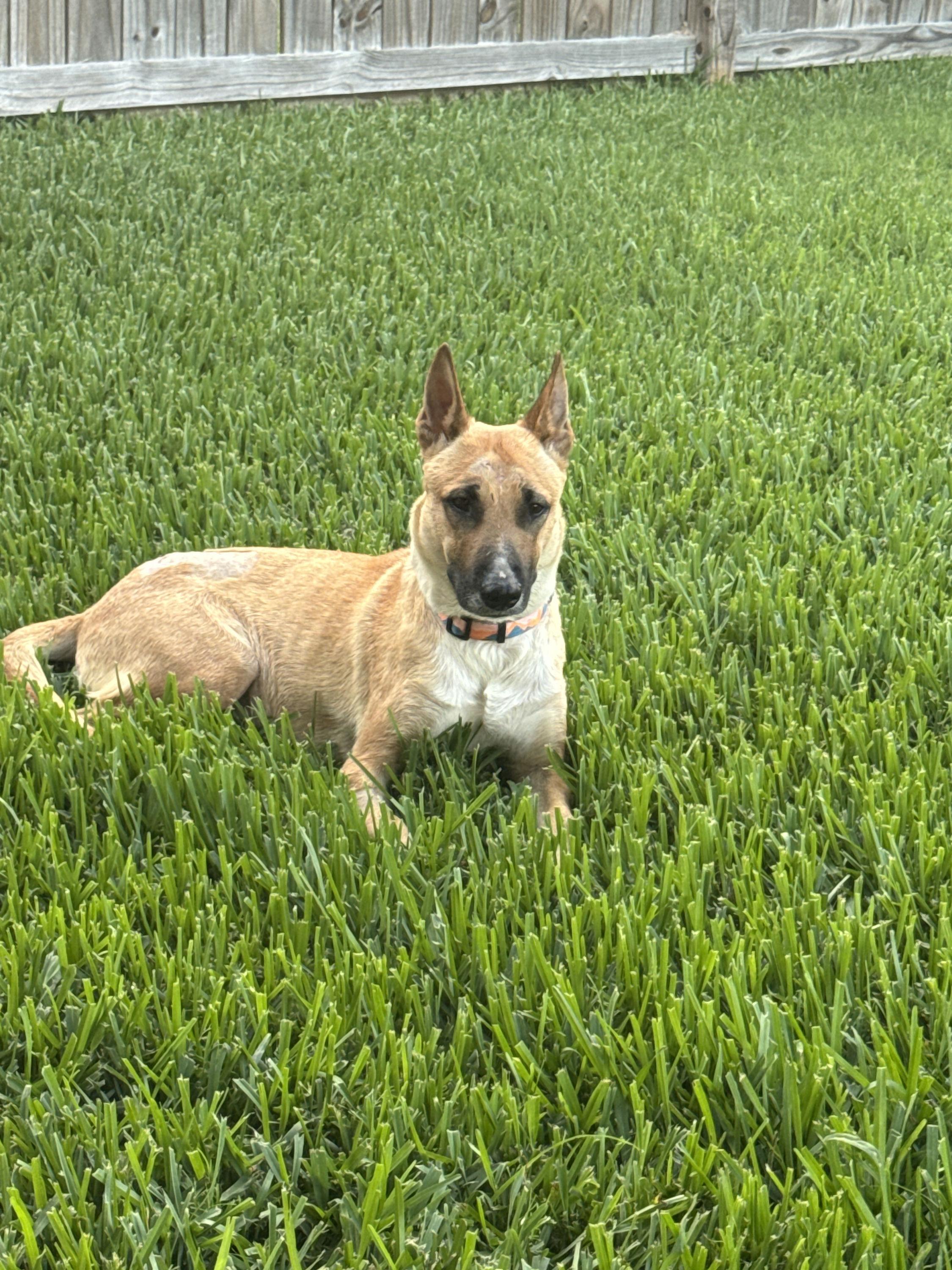 Enlarge Parmesan, a ADOPTABLE mixed breed in Houston, TX image 2/3