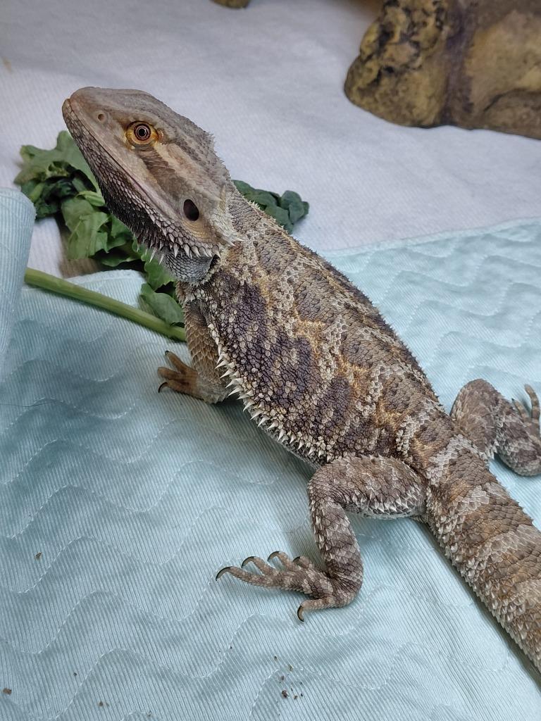 Garlic Salt, Adoptable, Adult Male Bearded Dragon.