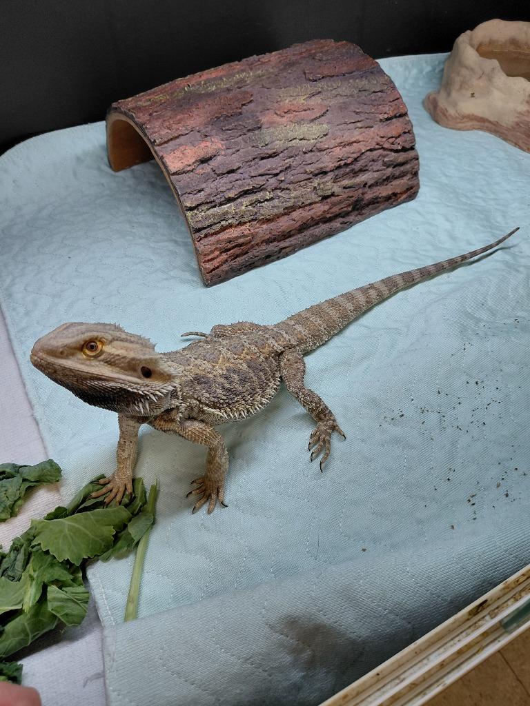 Enlarge Garlic Salt, a Adoptable Bearded Dragon in Cincinnati, OH image 2/2