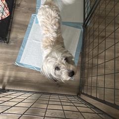 Spalding, Adoptable, Adult Male Lhasa Apso.