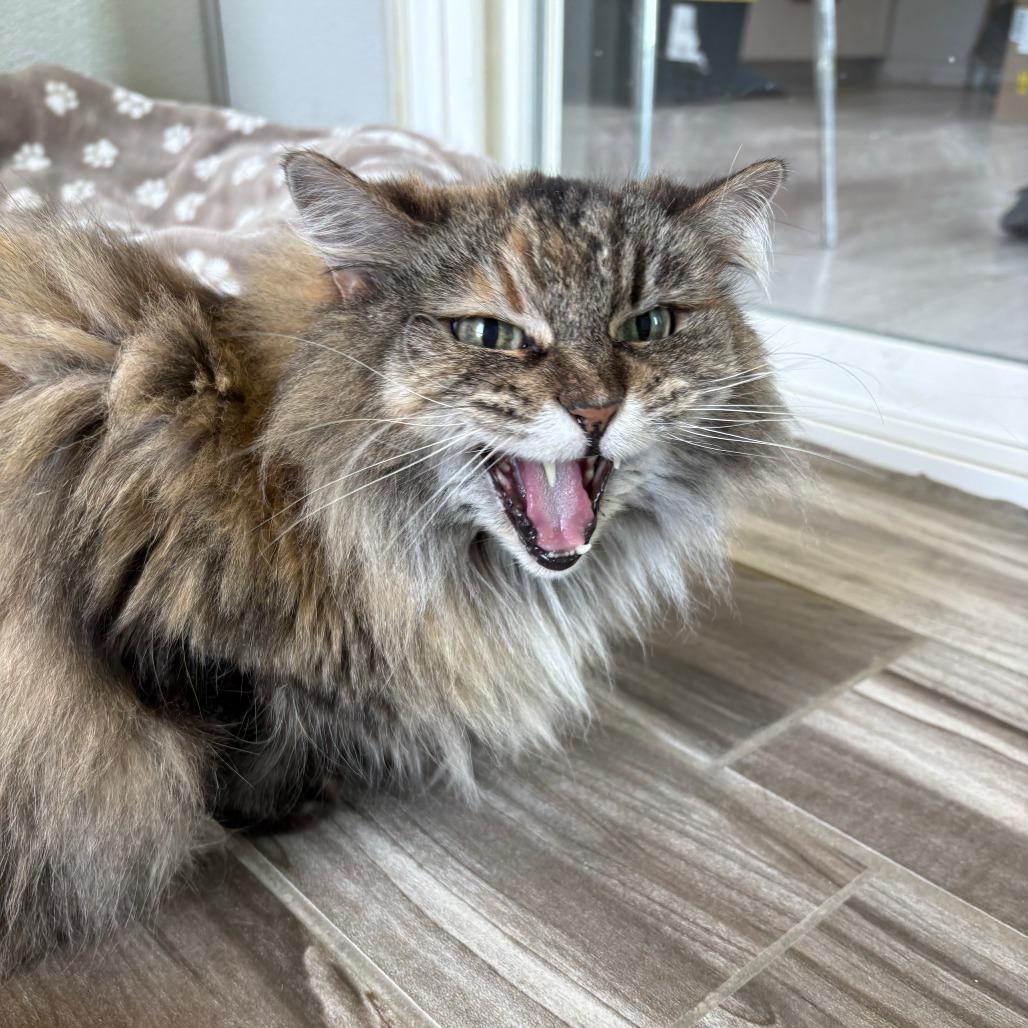 Lily, Adoptable, Senior Female Domestic Long Hair.