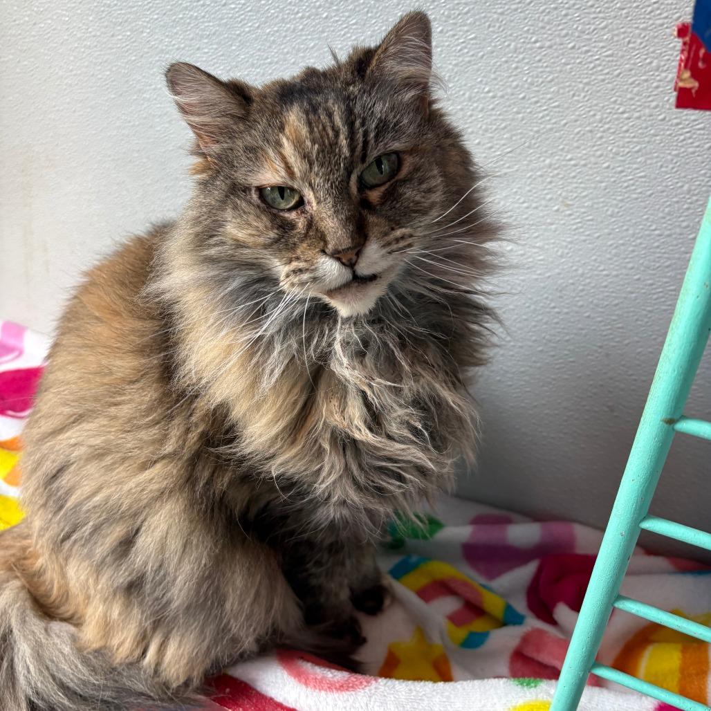 Enlarge Lily, a Adoptable Domestic Long Hair in West Des Moines, IA image 2/4