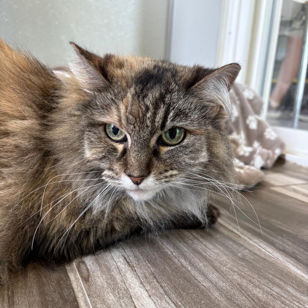 Enlarge Lily, a Adoptable Domestic Long Hair in West Des Moines, IA image 3/4