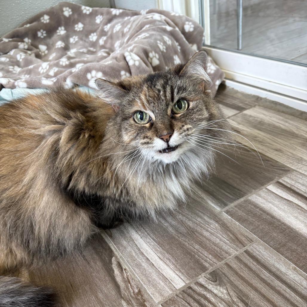 Enlarge Lily, a Adoptable Domestic Long Hair in West Des Moines, IA image 4/4