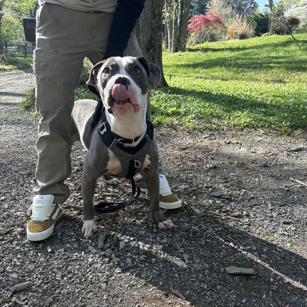 Hov, Adoptable, Senior Male Pit Bull Terrier.