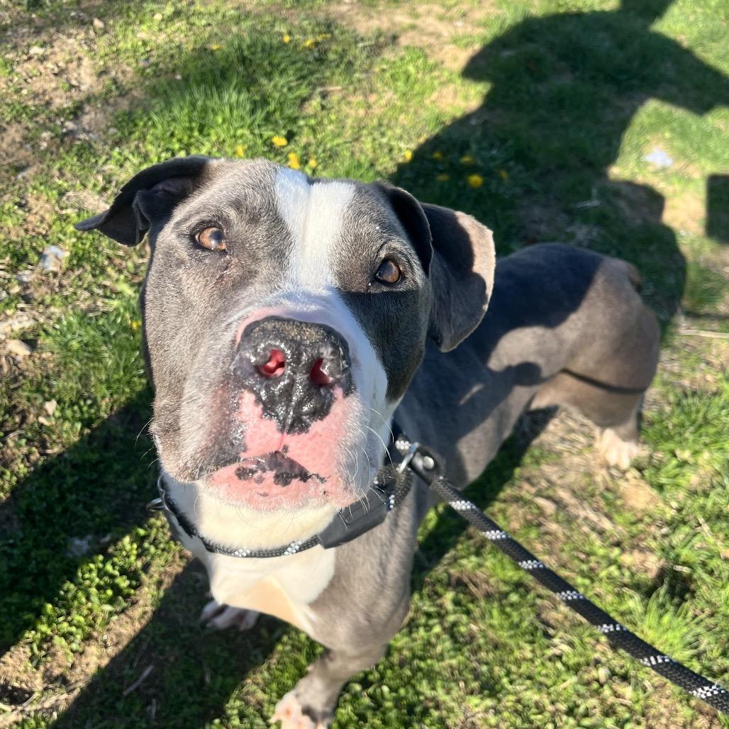 Enlarge Hov, a Adoptable Pit Bull Terrier in Philadelphia, PA image 2/5