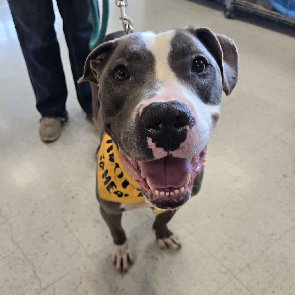 Enlarge Hov, a Adoptable Pit Bull Terrier in Philadelphia, PA image 3/6
