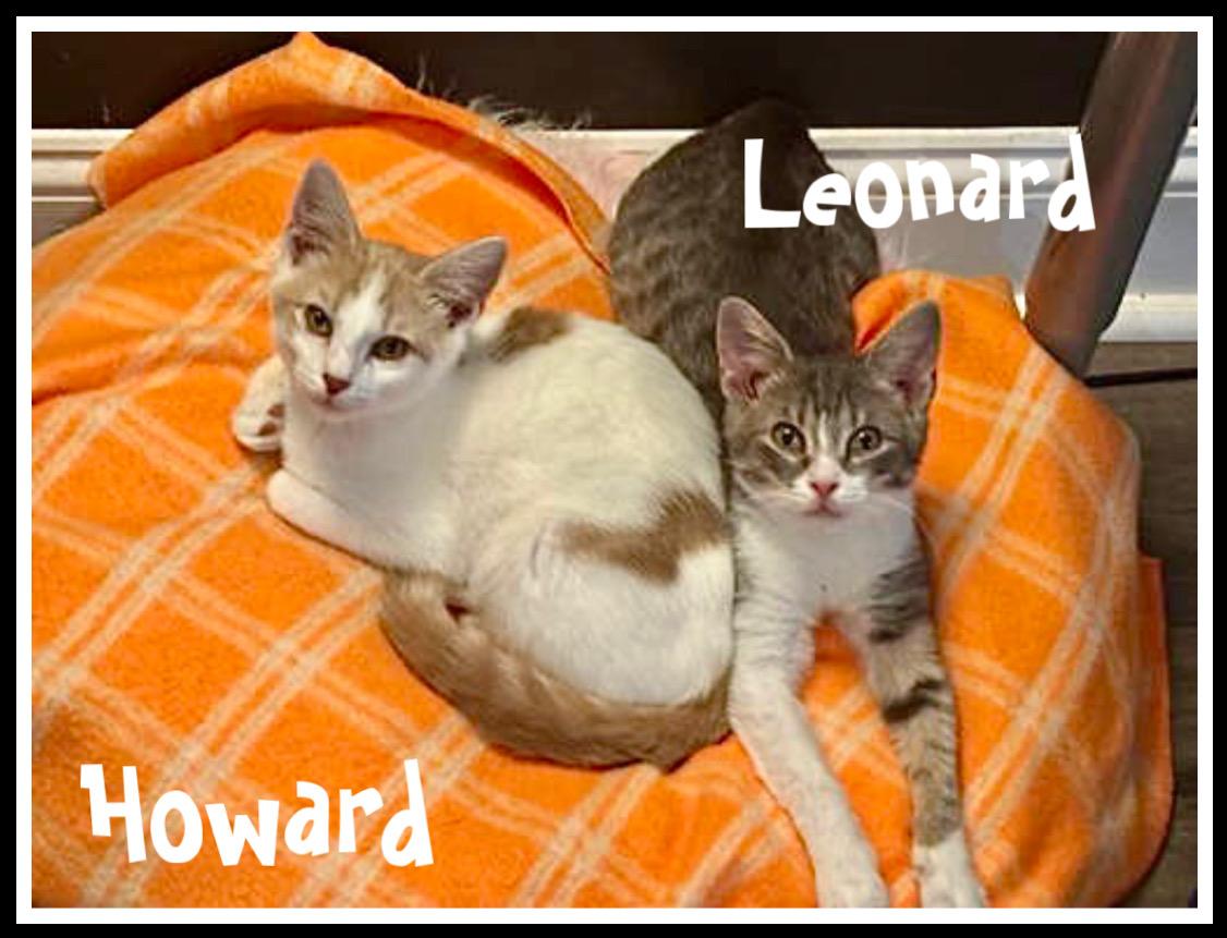 Howard Wleonard