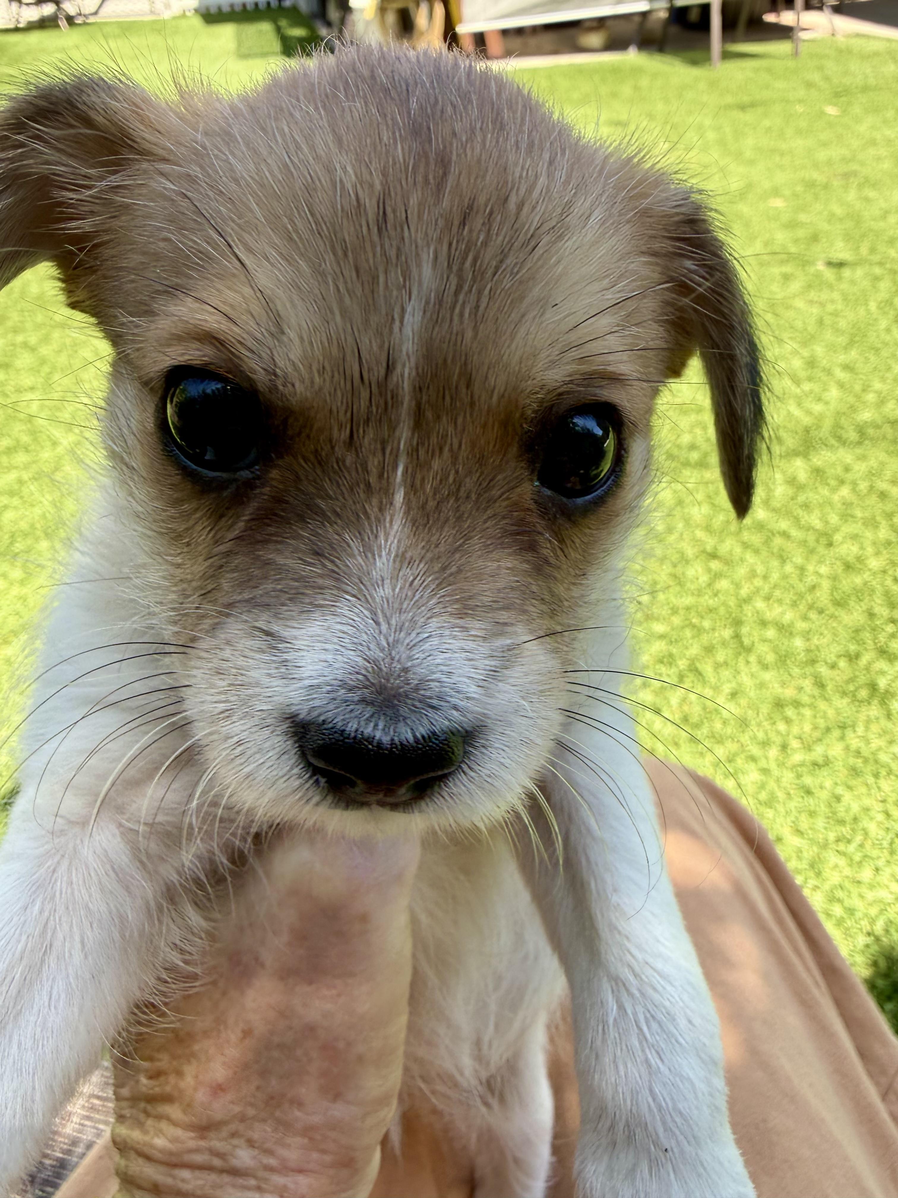 Everest aka Evy, ADOPTABLE, Puppy Female Terrier & Jack Russell Terrier.