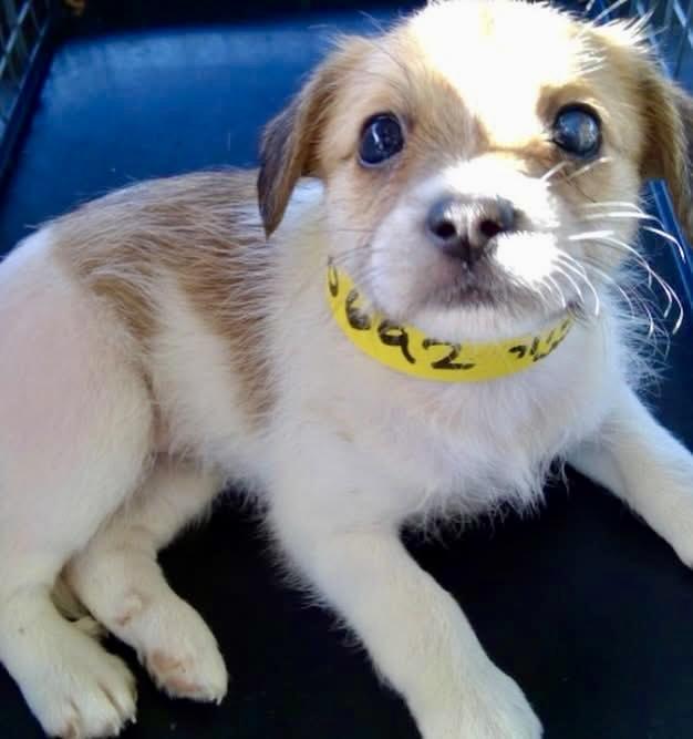 Everest aka Evy, a ADOPTABLE mixed breed in Sunset Beach , CA image 3/5