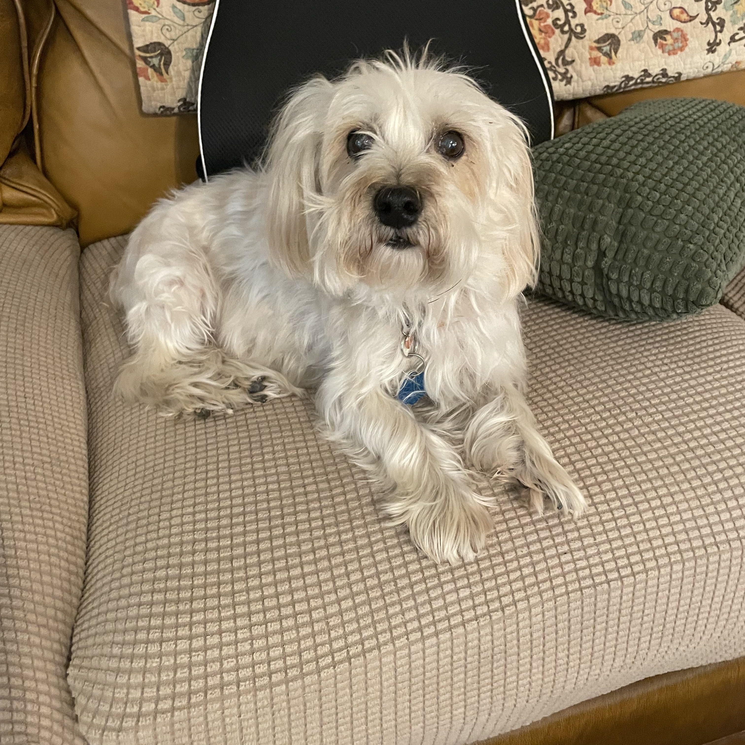 Jack, Adopted, Adult Male Terrier & Silky Terrier.