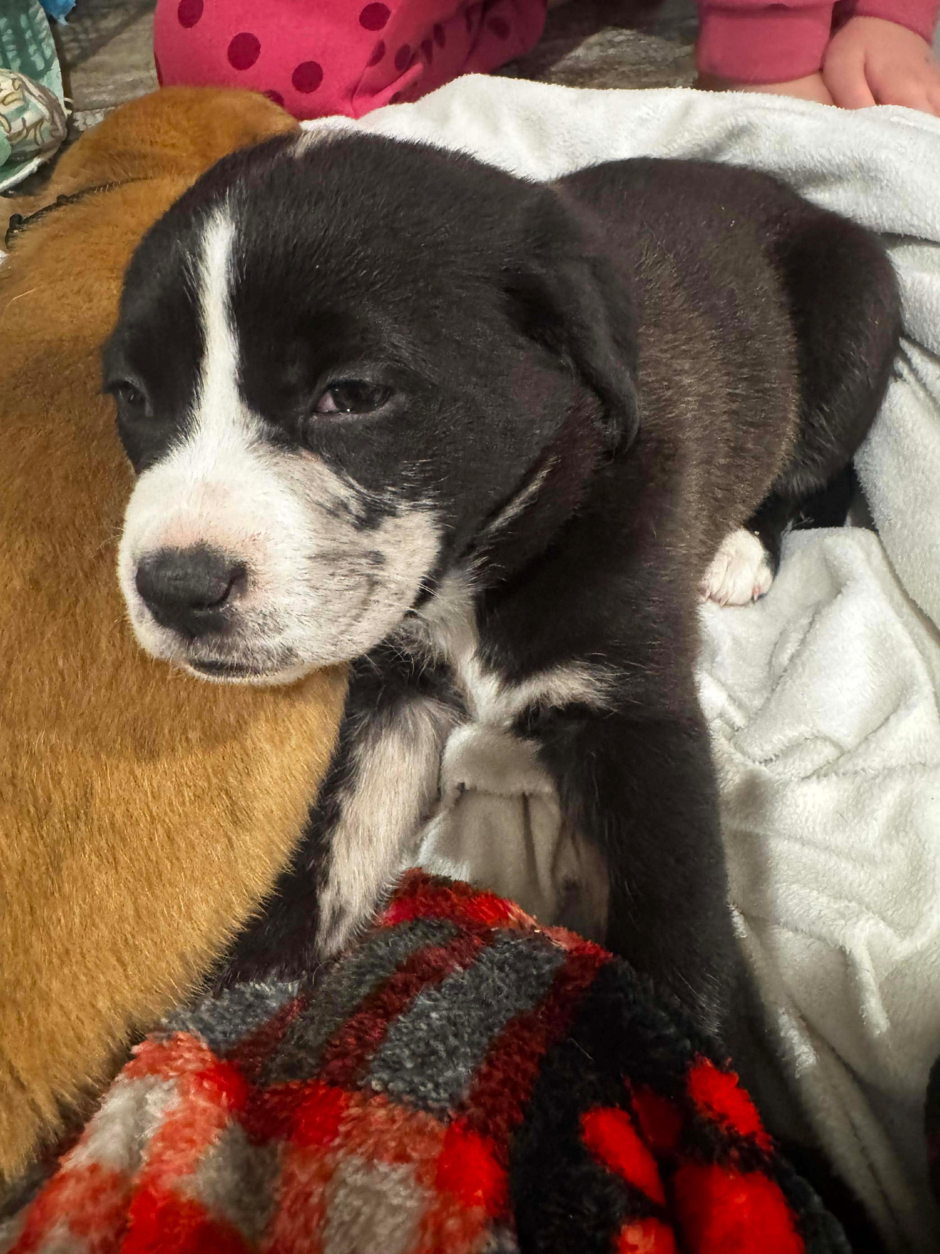 ALICE — thumbnail 2