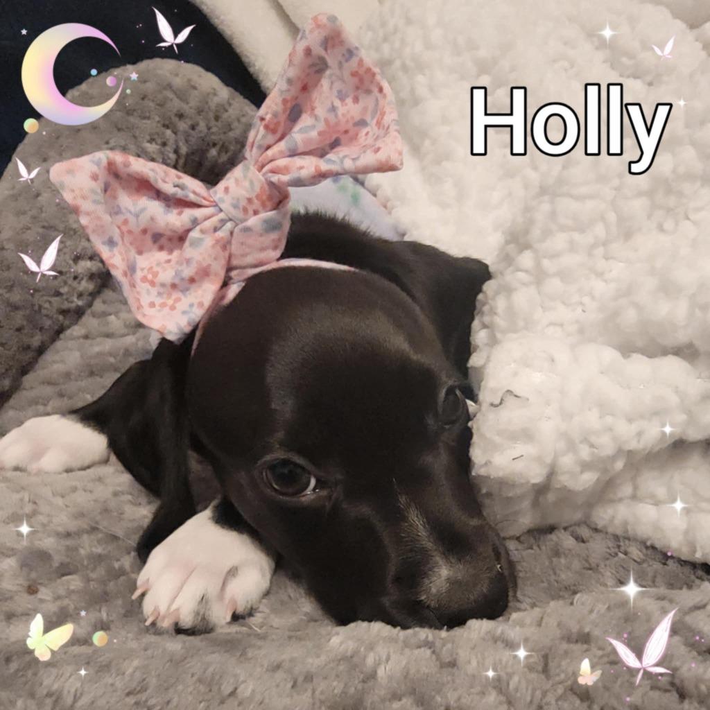 Enlarge Holly, a Adoptable mixed breed in Mesa, AZ image 1/1