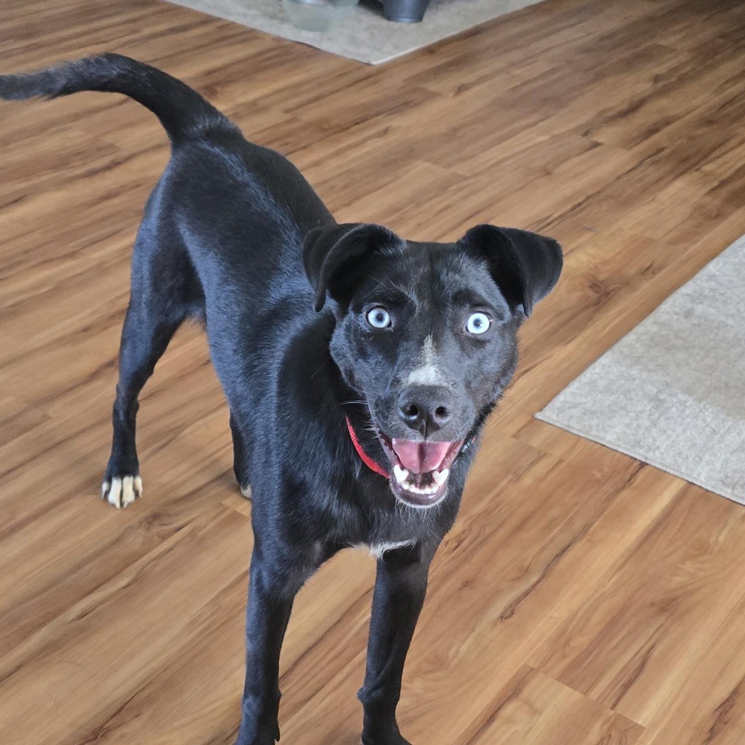 Maura, an adopted Mixed Breed in Cedar Rapids, IA image 1/6