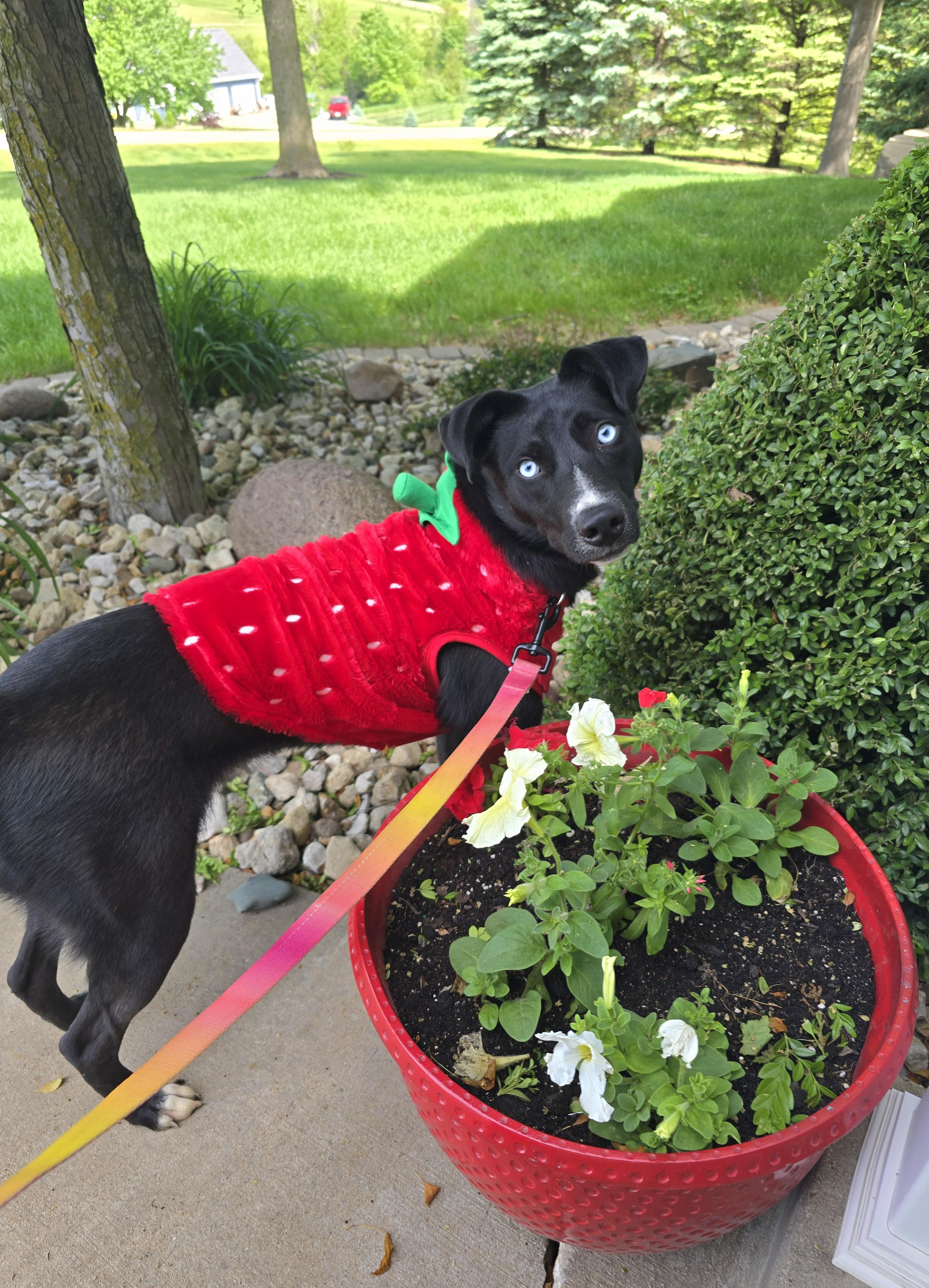 Maura, an adopted Mixed Breed in Cedar Rapids, IA image 2/6