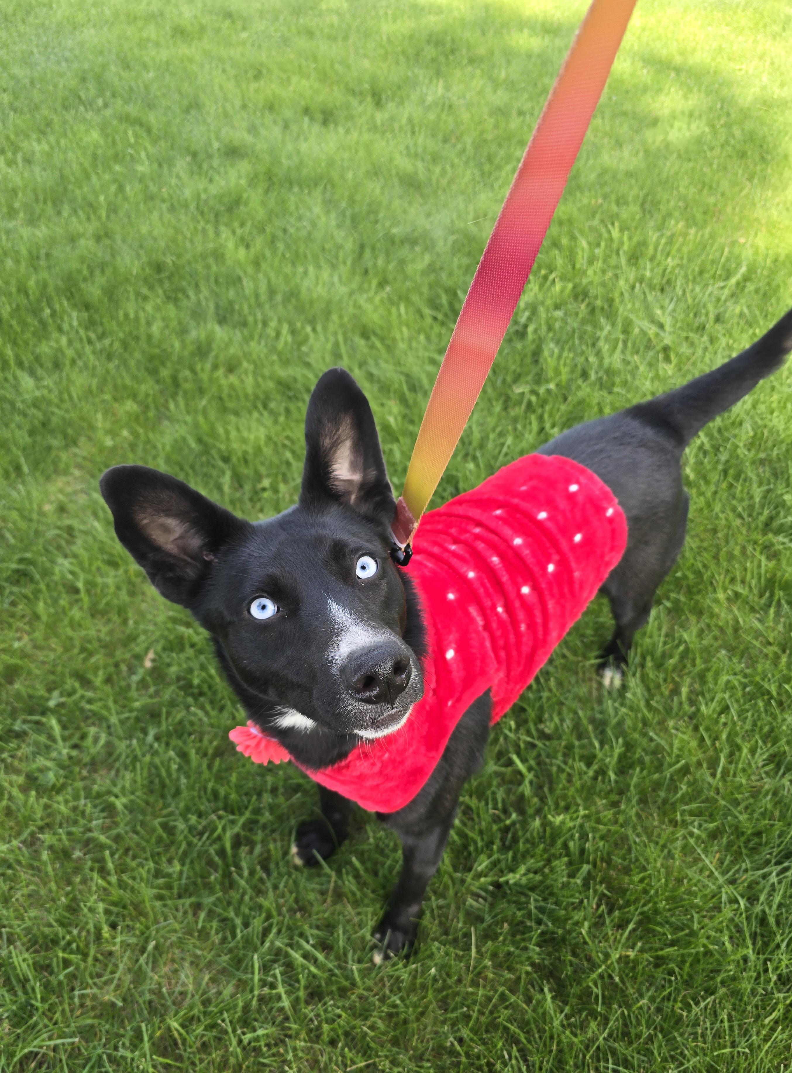 Maura, an adopted Mixed Breed in Cedar Rapids, IA image 5/6