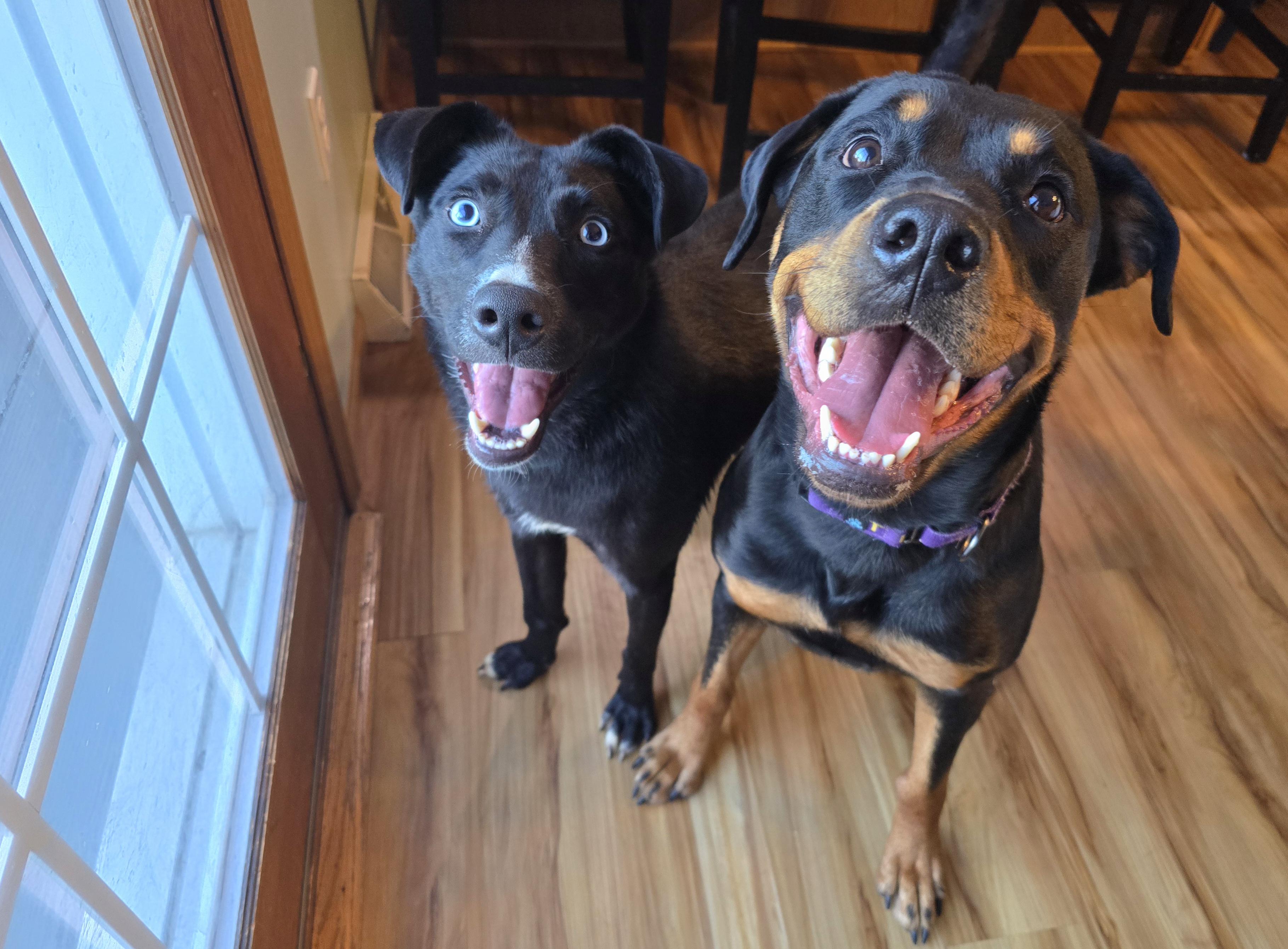 Maura, an adopted Mixed Breed in Cedar Rapids, IA image 3/6