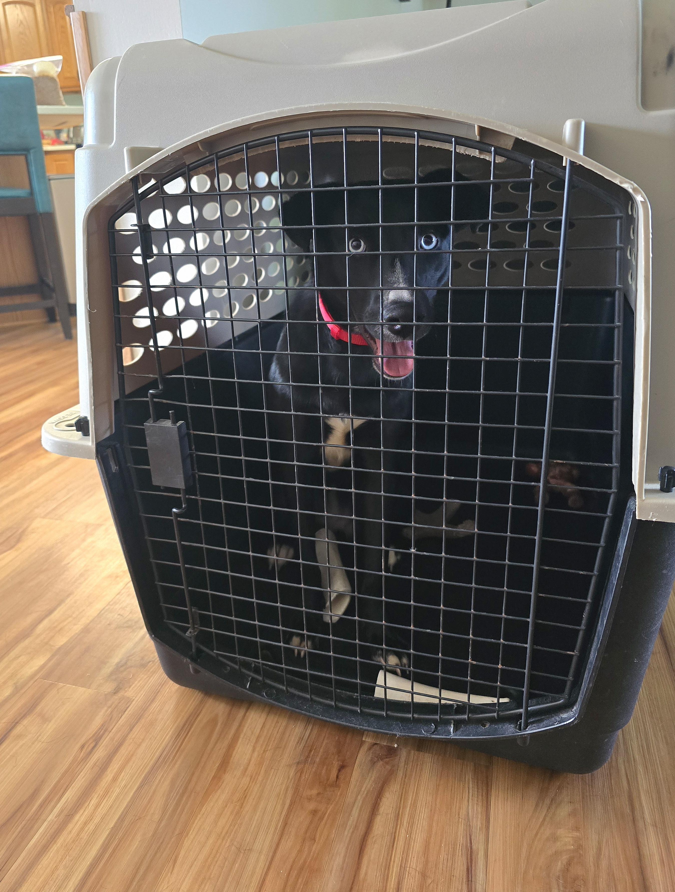 Maura, an adopted Mixed Breed in Cedar Rapids, IA image 4/6