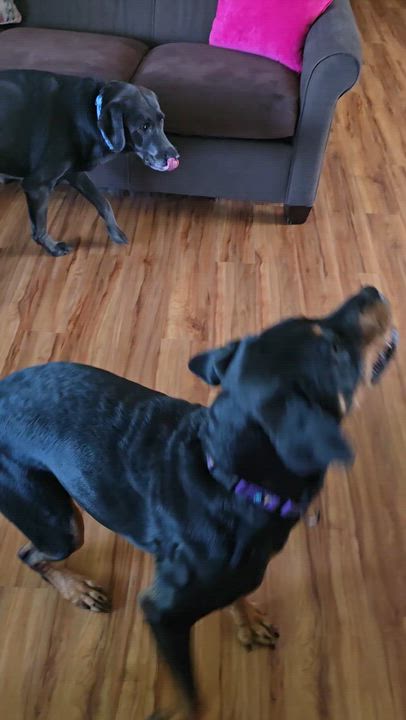 Enlarge Maura, an adopted Mixed Breed in Cedar Rapids, IA video 6/6